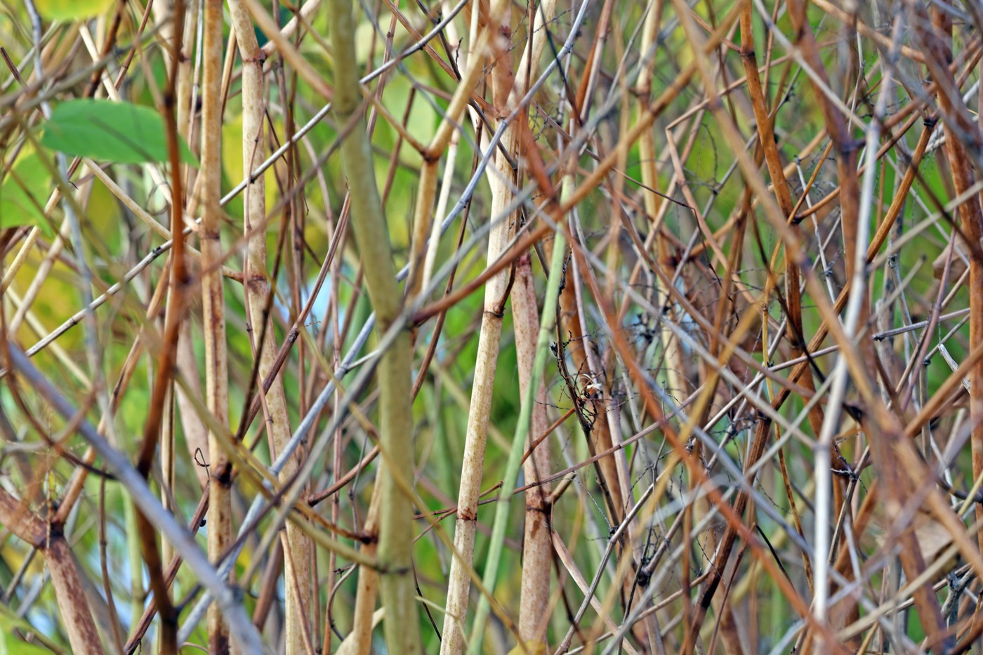 stebla japonskega dresnika, Reynoutria japonica