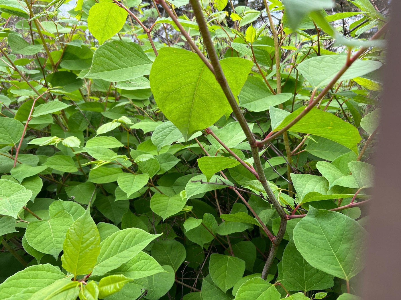 listje japosnskega dresnika, Reynoutria japonica