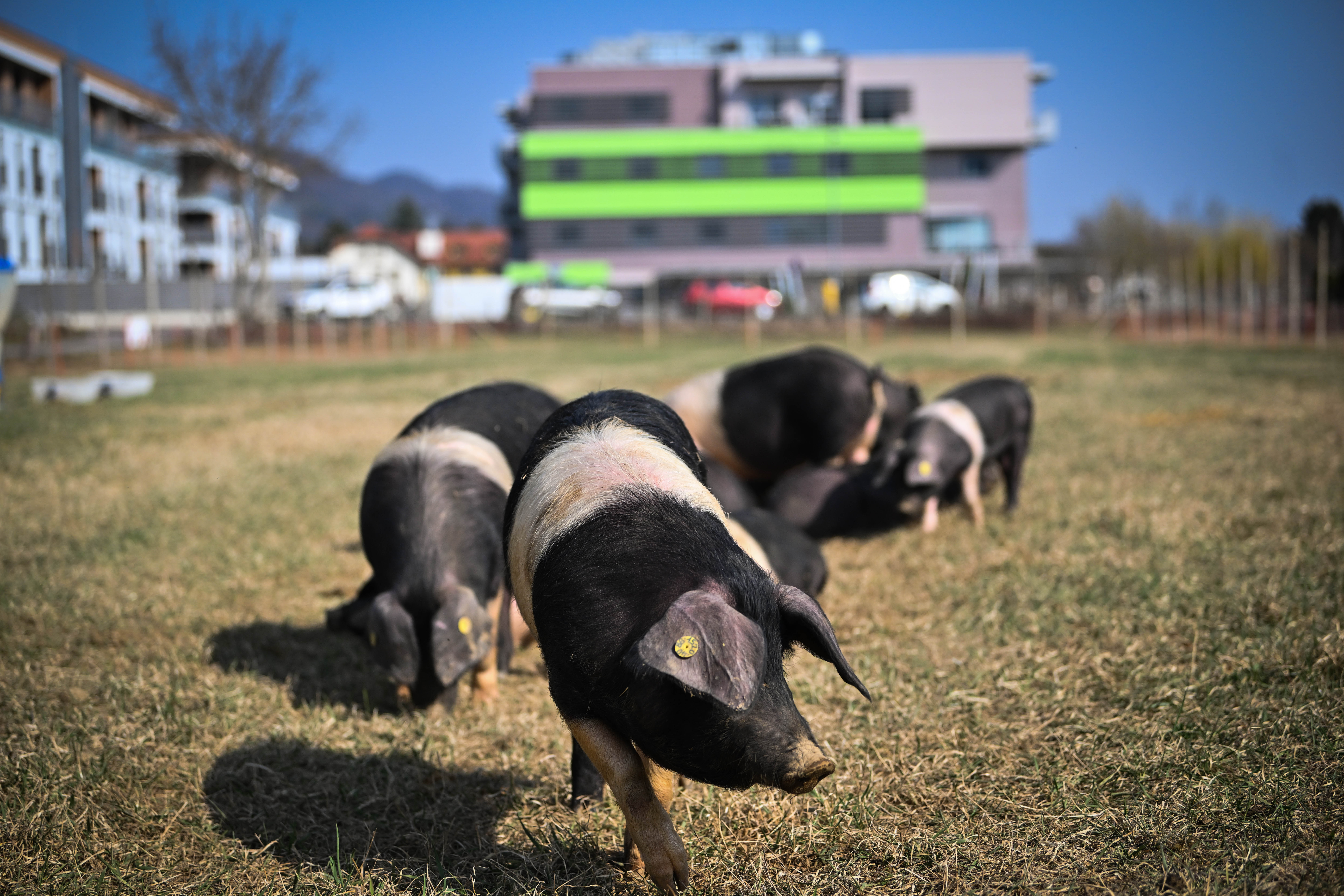krškopoljski prašiči v Mariboru 2022_03_26_MAR_4018_pigac_sič