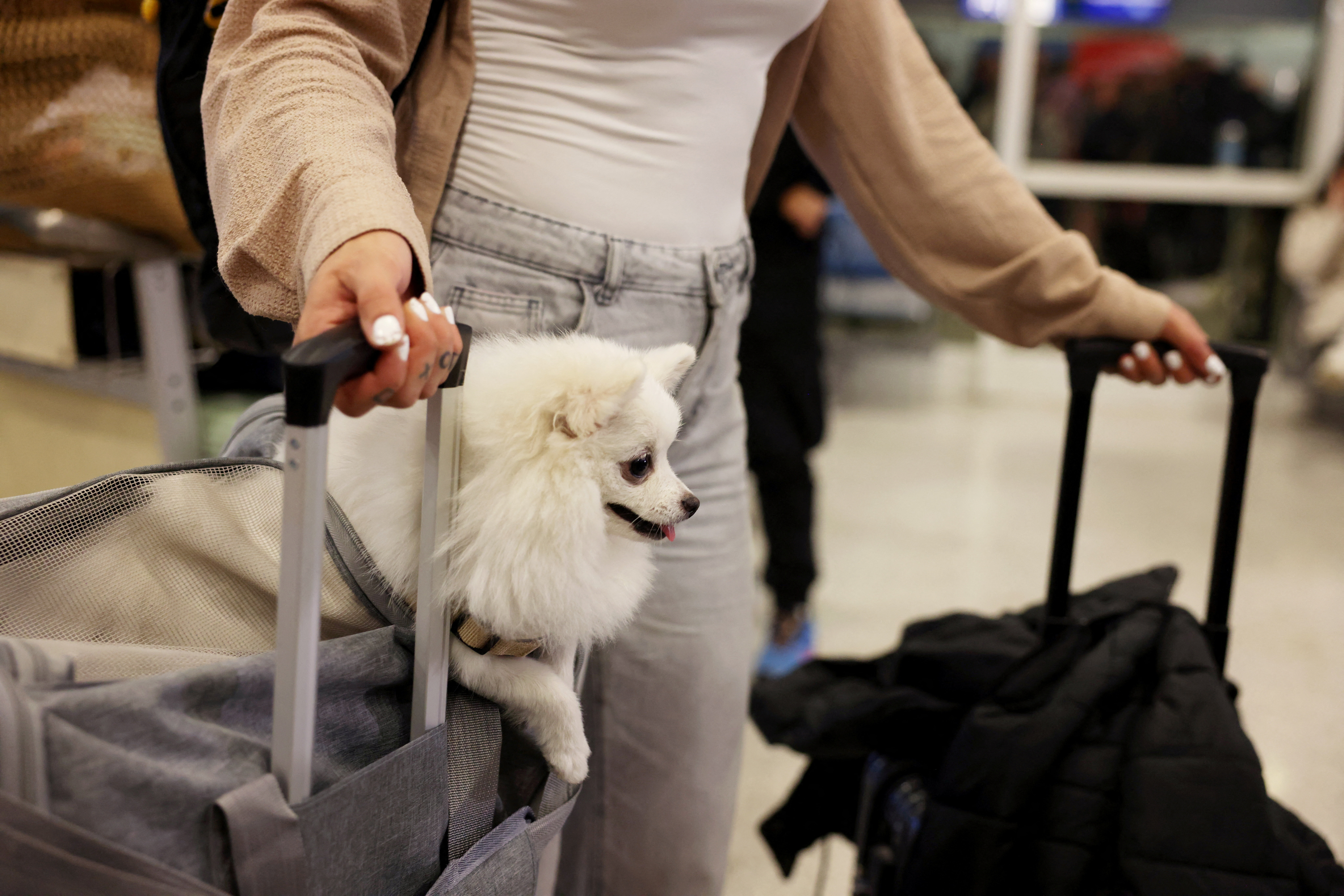 Evakuacijski let za grške hišne ljubljenčke z lastniki