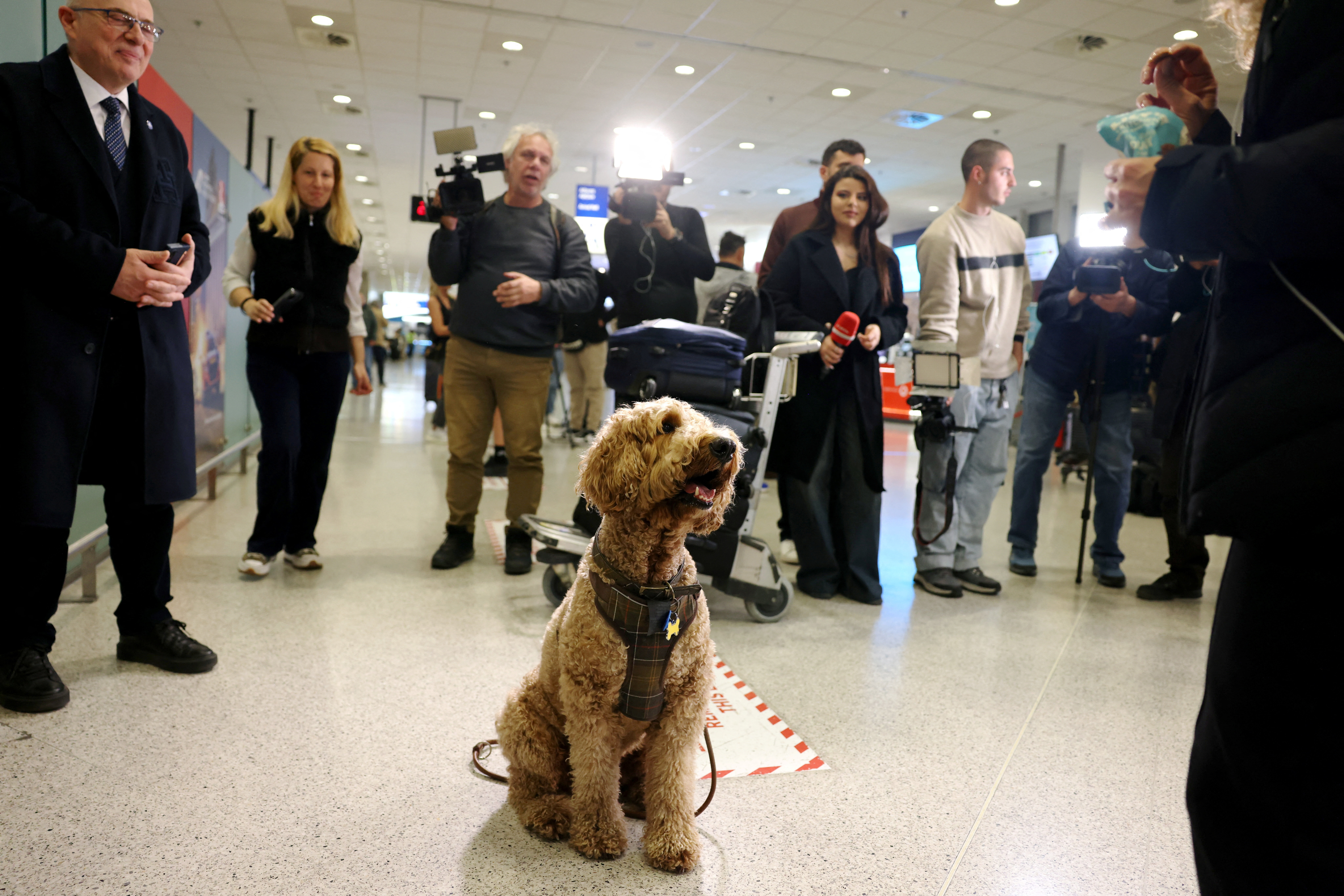 Evakuacijski let za grške hišne ljubljenčke z lastniki