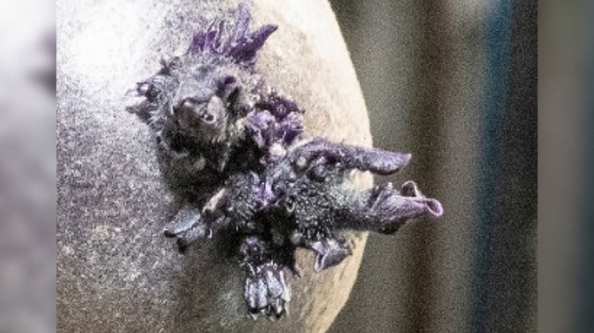 kaleči krompir na Mednarodni vesoljski postaji MVP