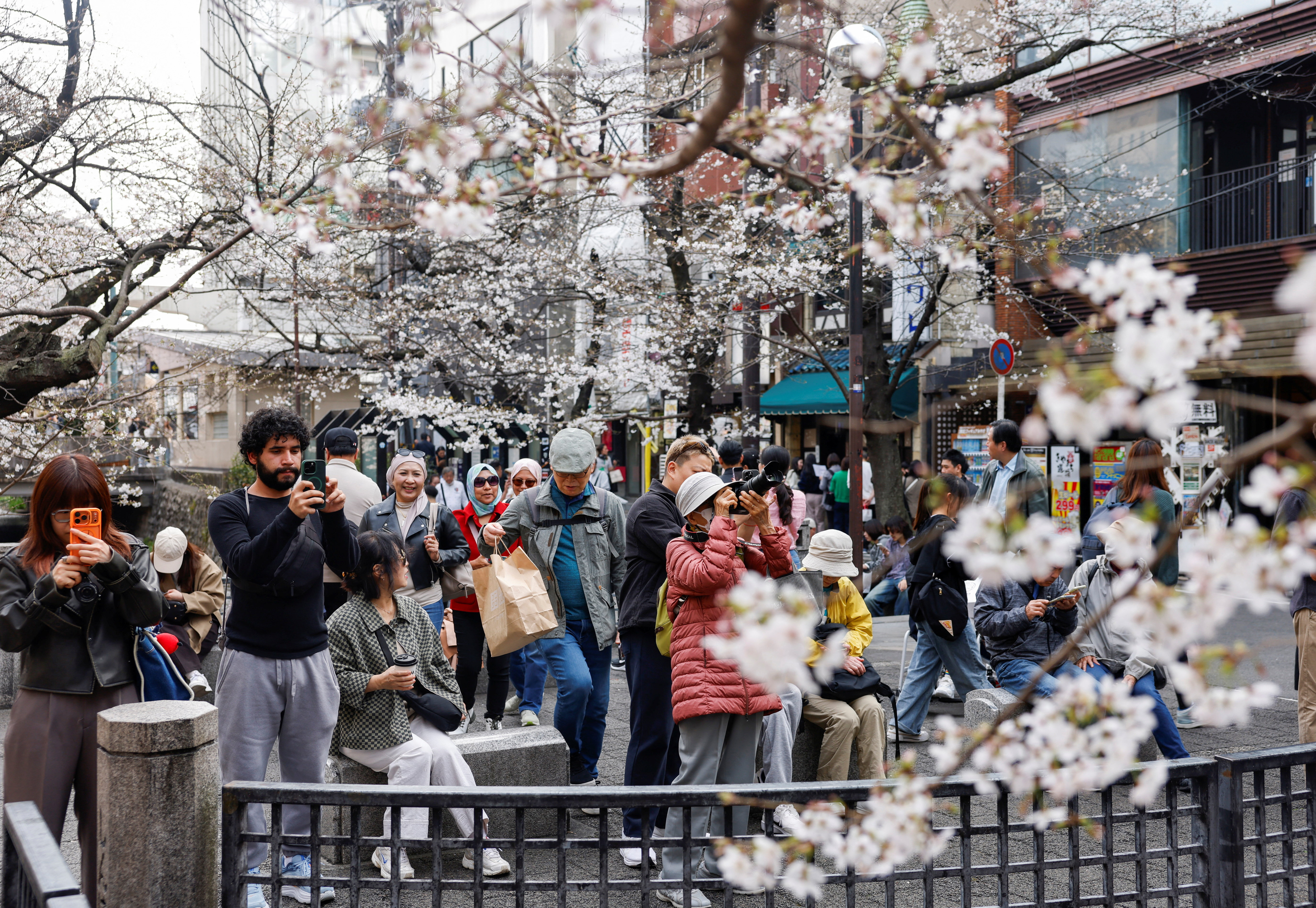 Cvetenje češenj na Japonskem