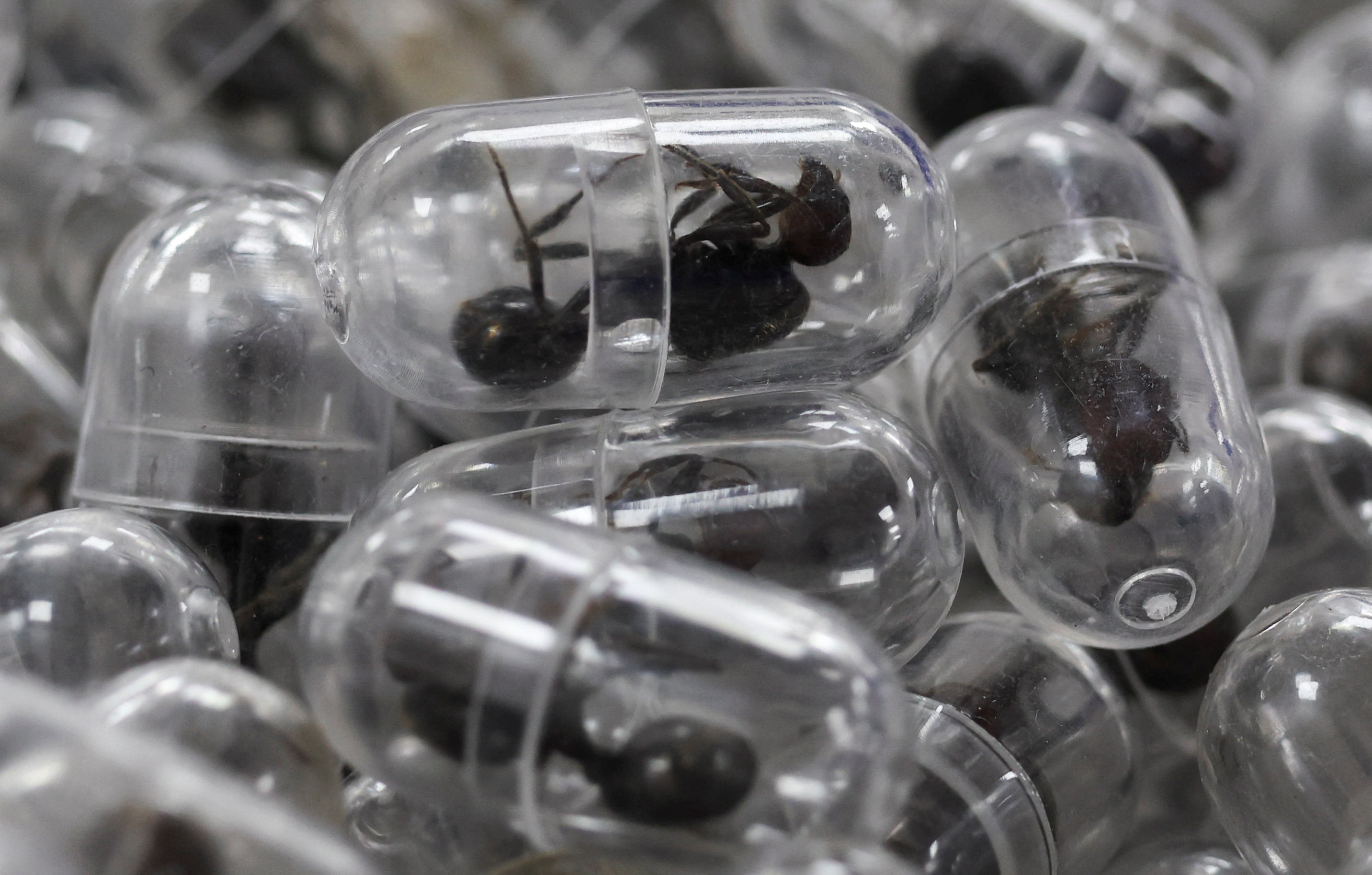 Samples of now-dead garden ants inside special plastic containers are presented to the court, after a Chinese national Zhang Kequn pleaded guilty to charges of dealing with wildlife species without a permit and illegal possession