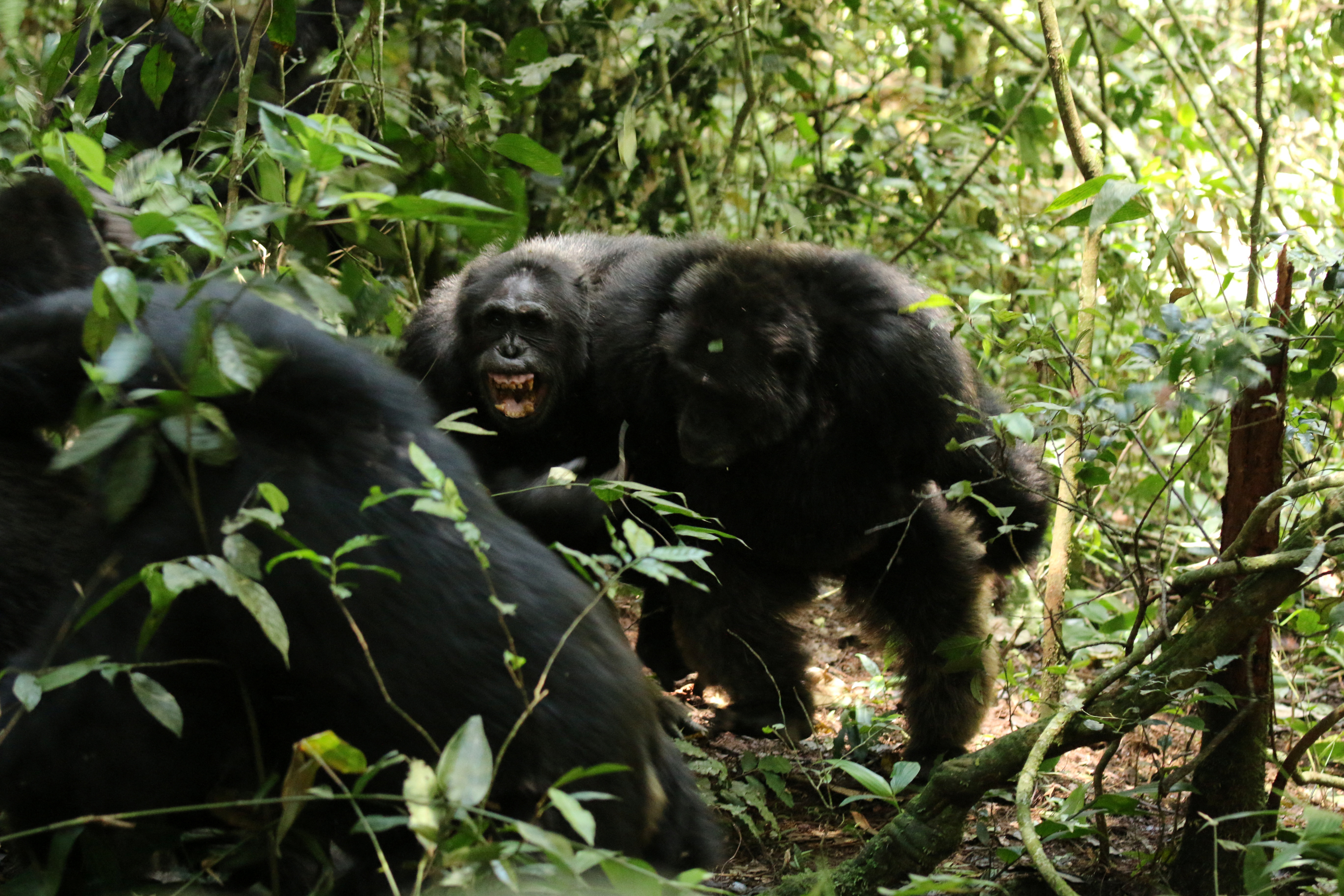Šimpanzi v ugandskem narodnem parku Kibale (projekt Ngoge)