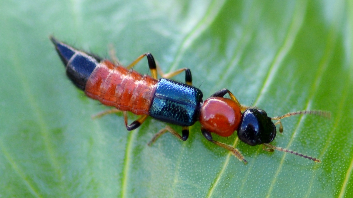 Okrogloprsi obrežnik, Paederus littoralis, hrošček, če ga stisnemo tvegamo vnetje kože
