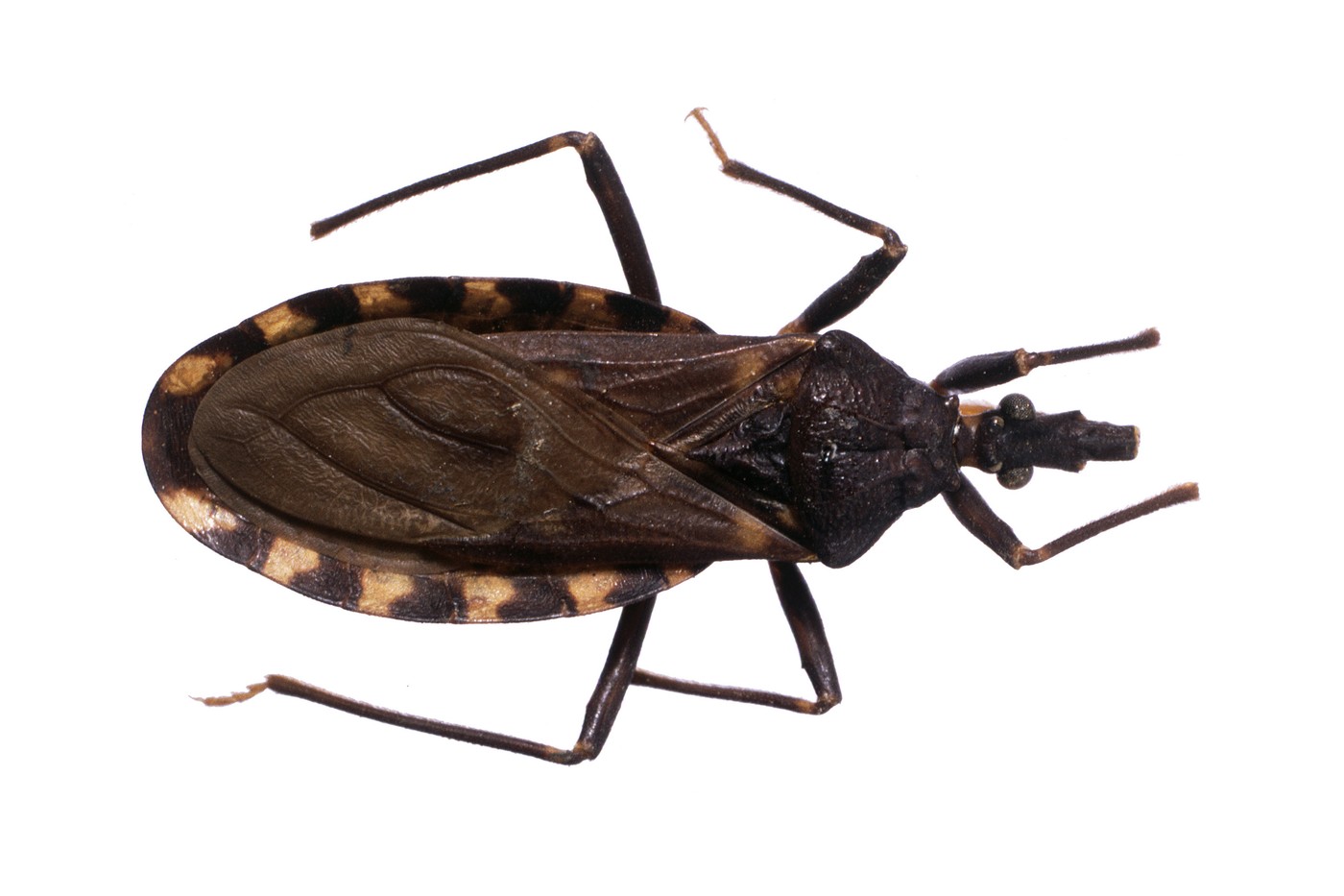 Triatoma infestans, morilska stenica, prenašalka parazita Chagasove bolezni