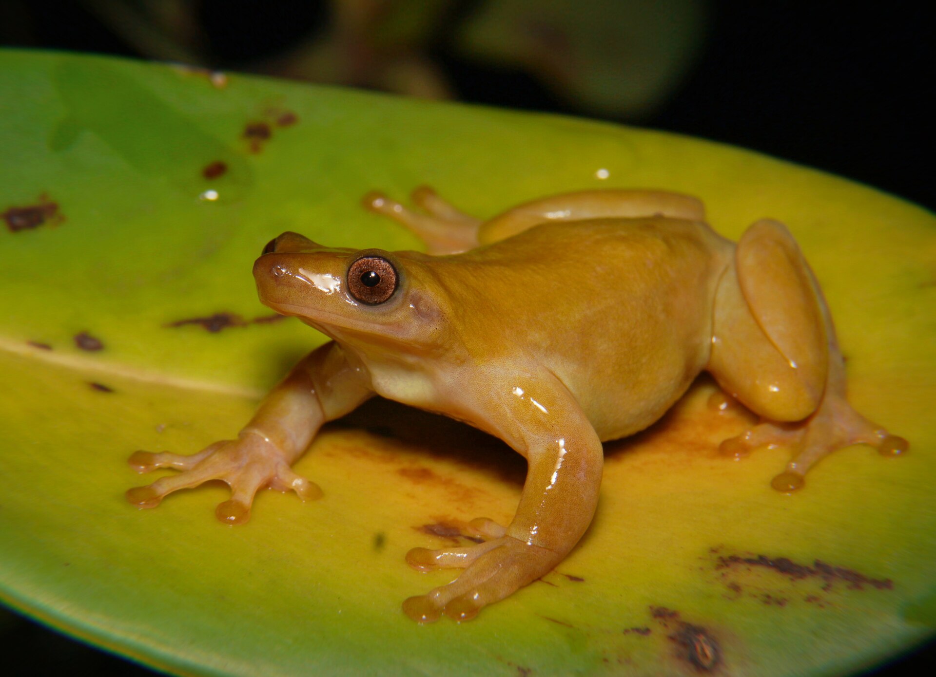 Xenohyla truncata, brazilska drevesna žaba, ki morda oprašuje rastline