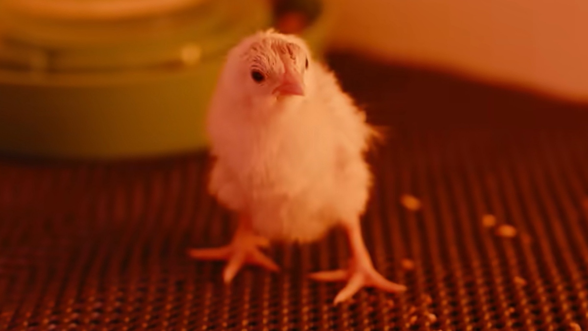 piščanec izvaljen iz umetnega jajca podjetja Colossal Biosciences