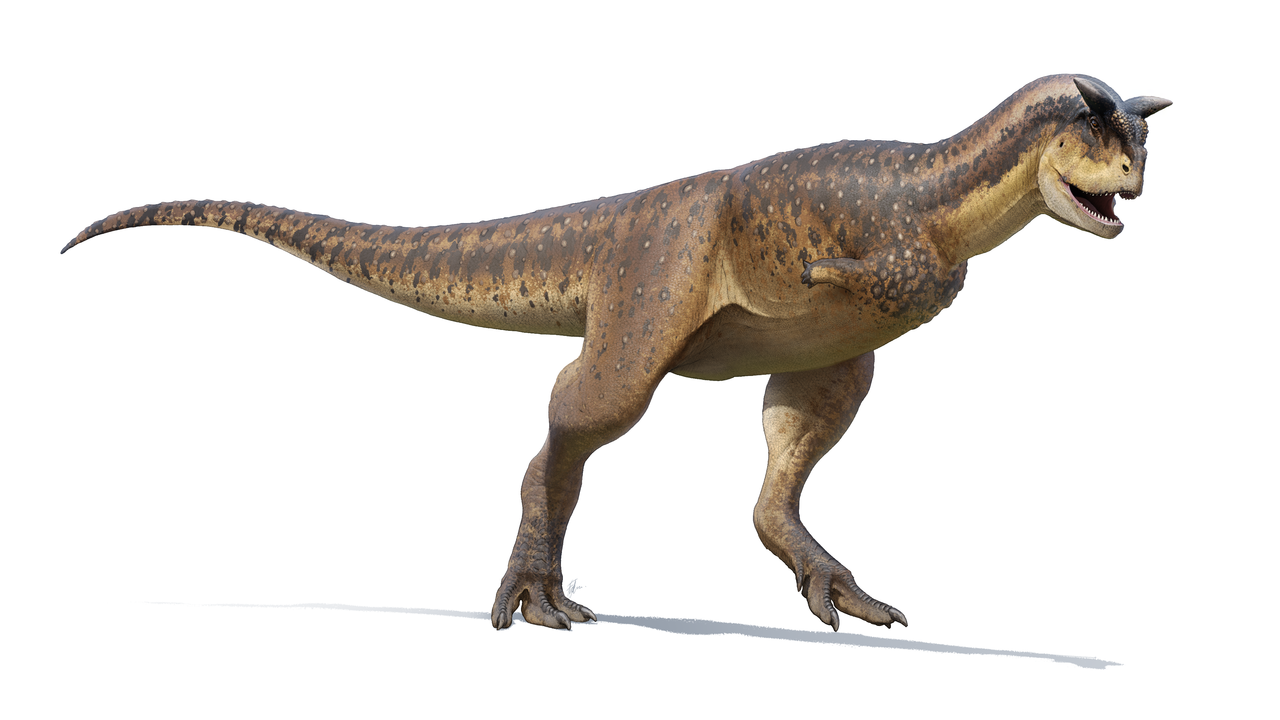carnotaurus, vrsta velikih tiranozavrov iz obdobja pozne krede