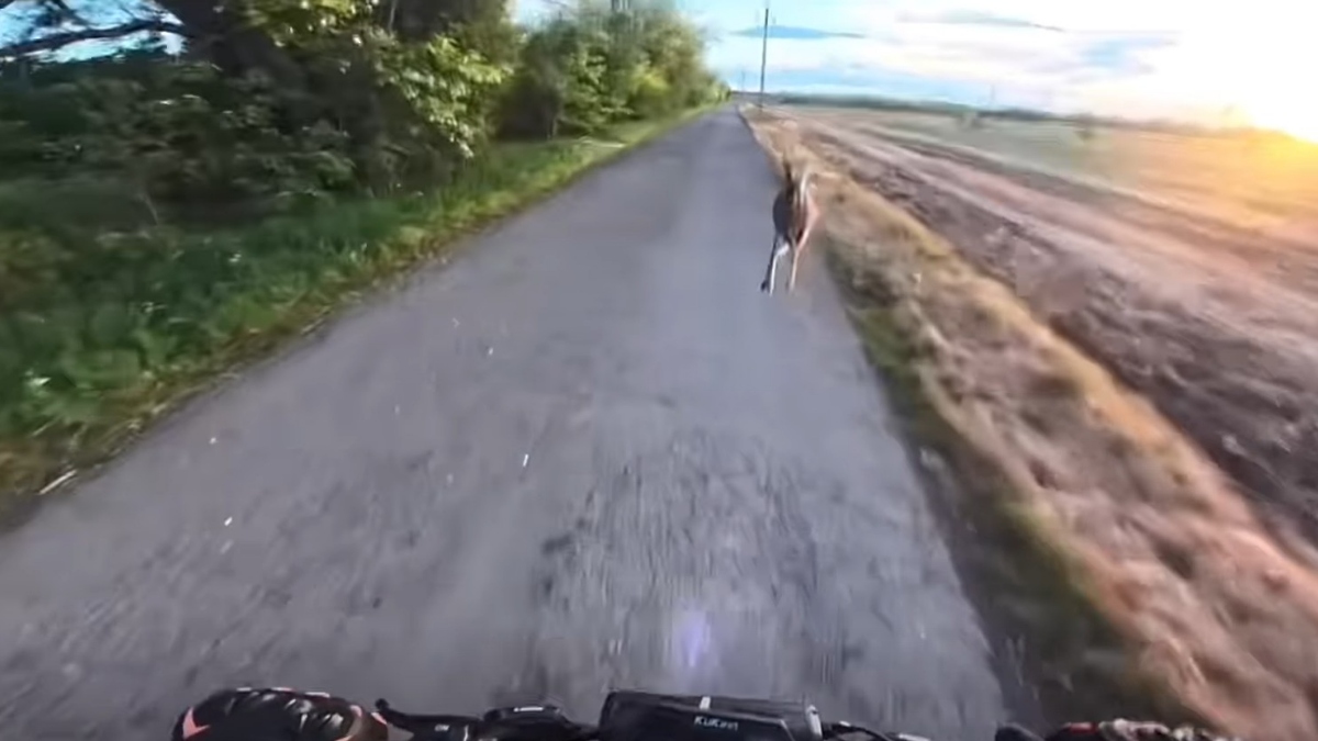 tik pred trčenjem zajca z voznikom električnega skiroja na Madžarskem