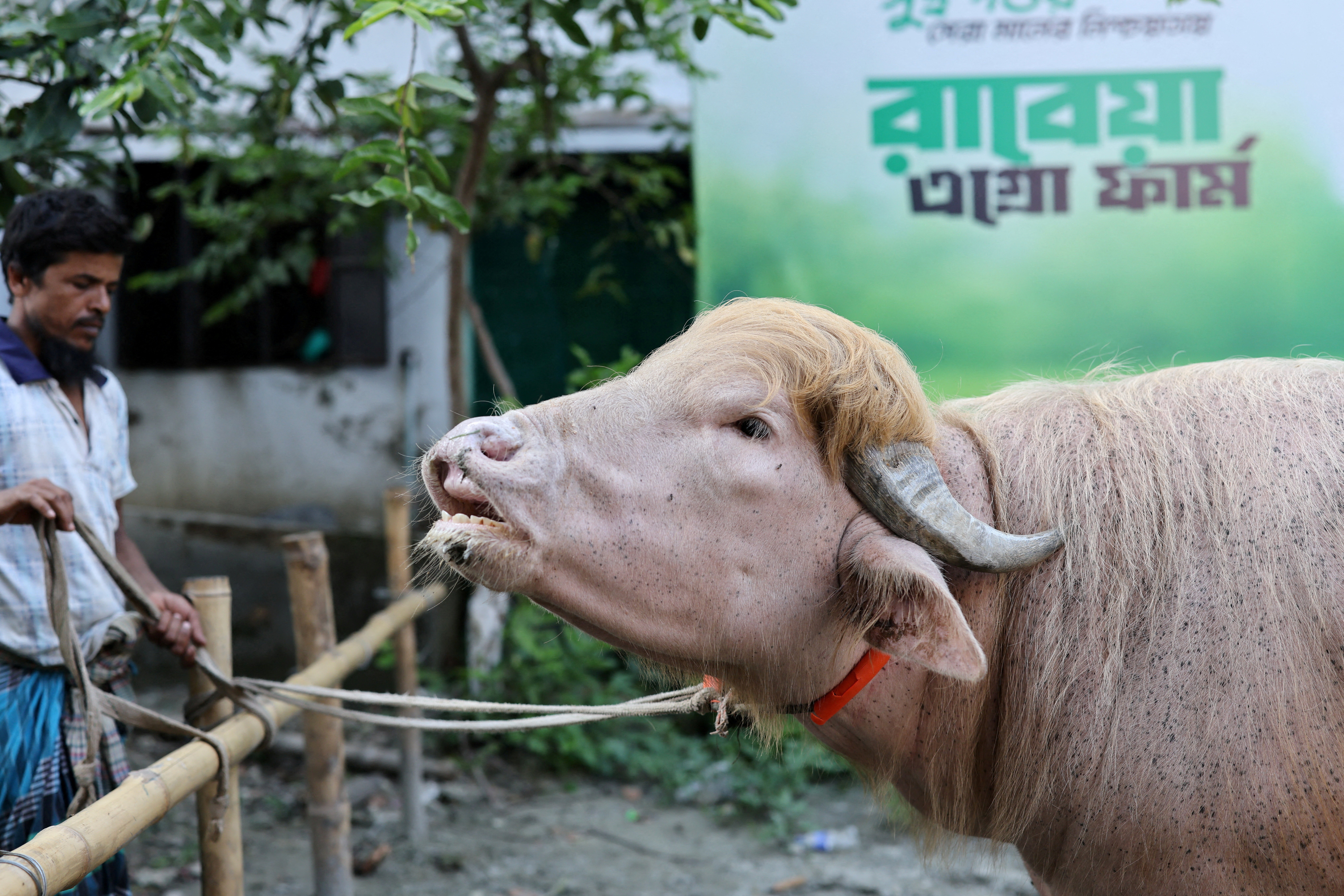 Bangladeški albino bivol Donald Trump