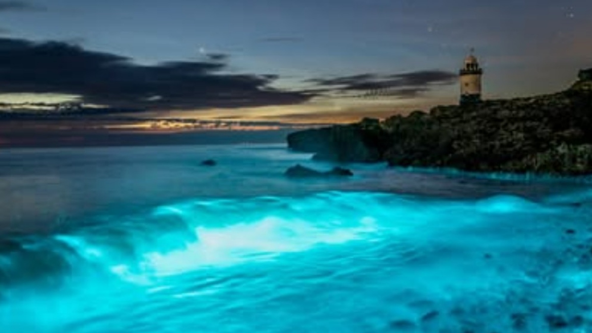 modri valovi, ki jih povzroča bioluminiscenca morskih iskrnic, Noctiluca scintillans