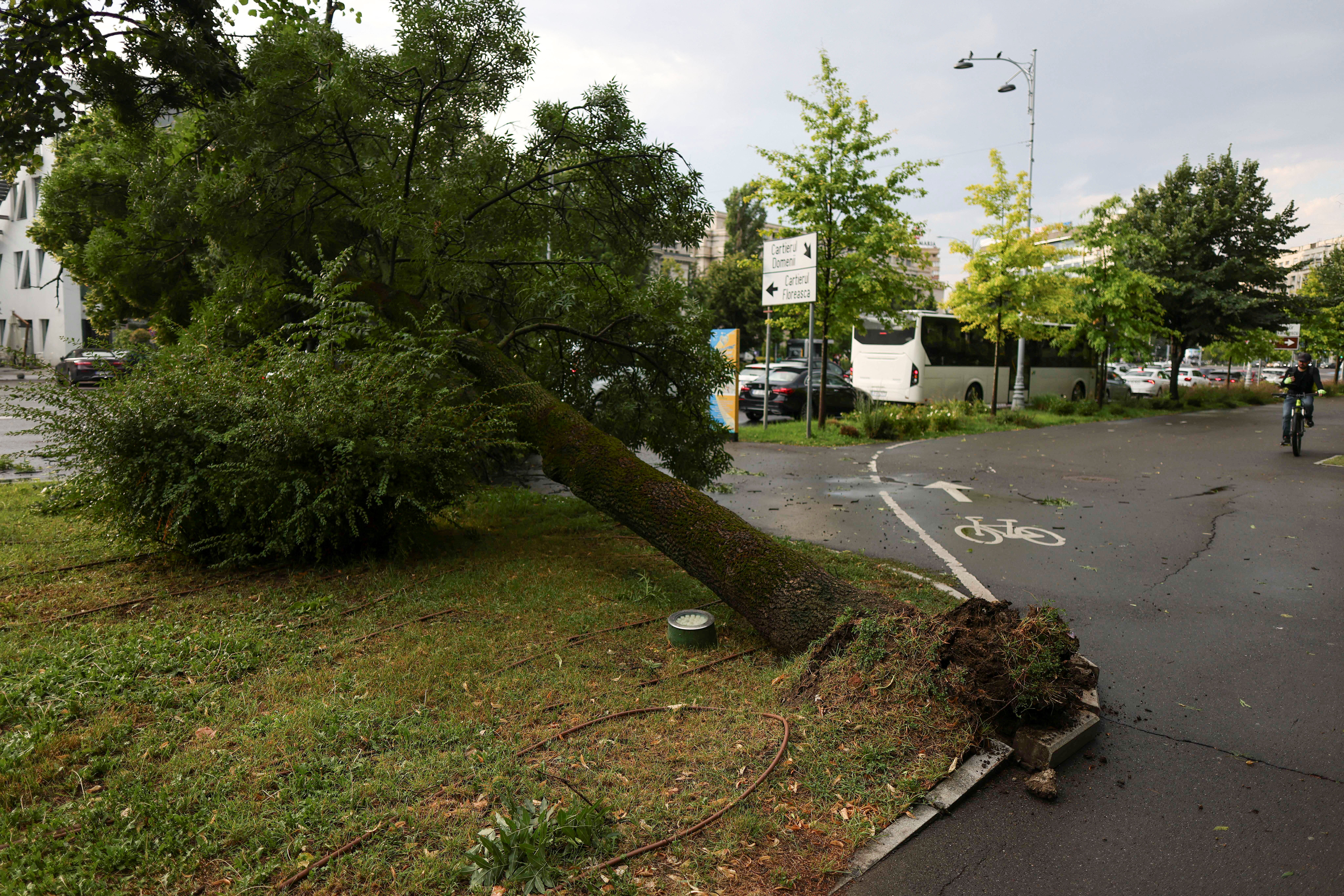 An uprooted tree following heavy gusts of wind during a stro