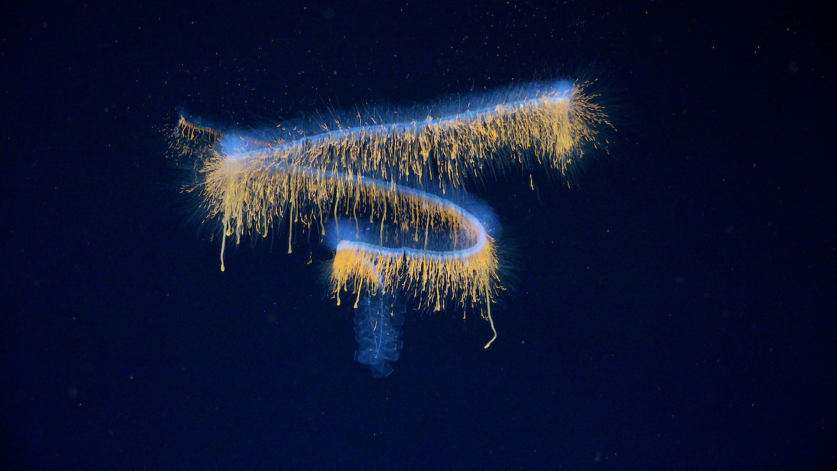 Ta organizem pripada doslej neopisanemu rodu, morda celo povsem novi družini sifonoforov iz skupine physonect siphonophores. Na podlagi anatomskih in genetskih podatkov bodo znanstveniki lahko to žival primerjali z drugimi primerki in vrsti določili ime.