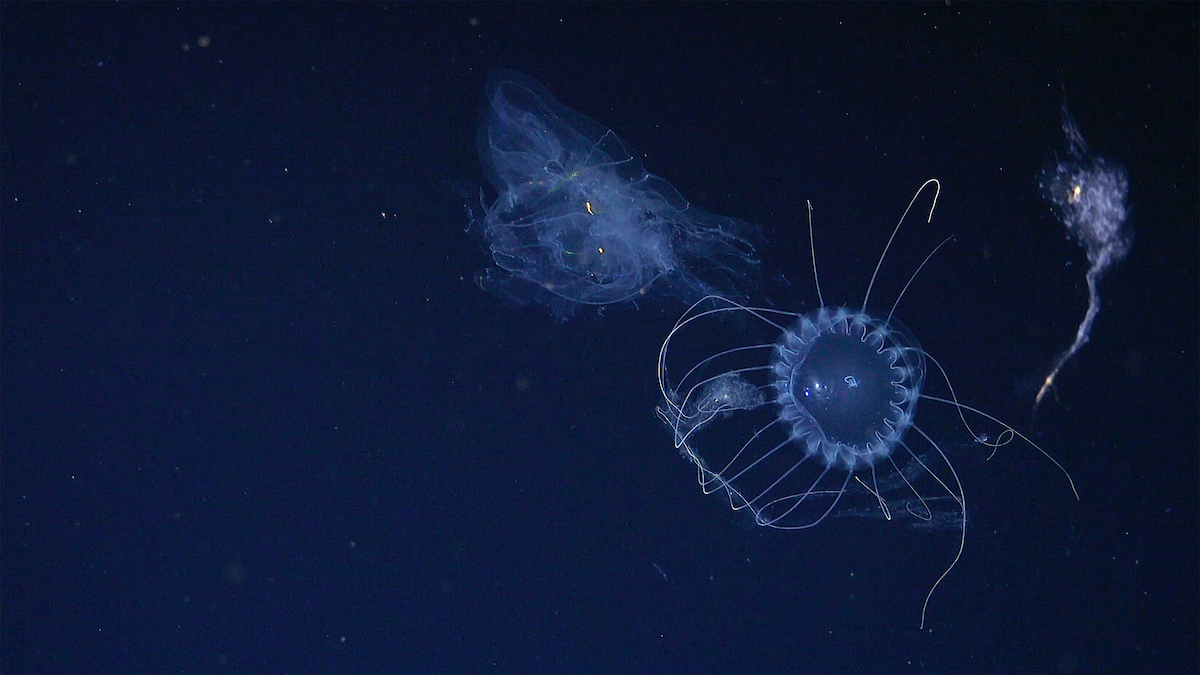 meduza vrste Solmissus napada drugo meduzo vrste ctenophore