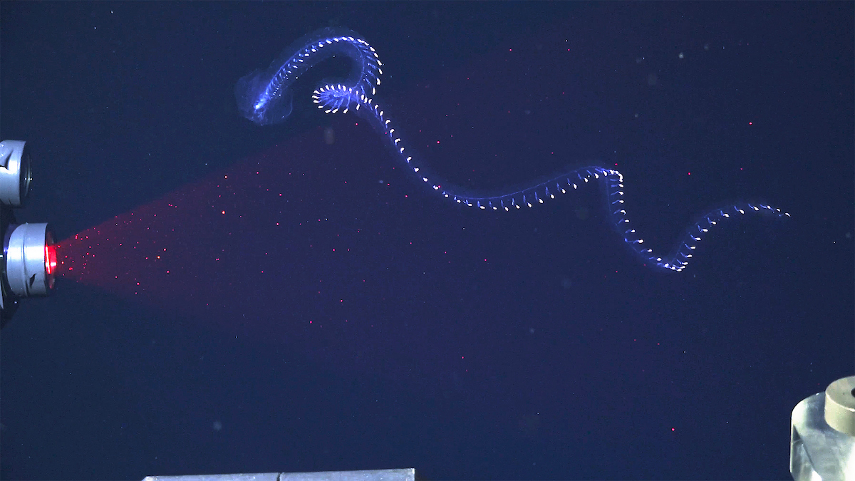 Nova vrsta morskega črva iz rodu siphonophore na globini 350 metrov v južnem Atlantiku