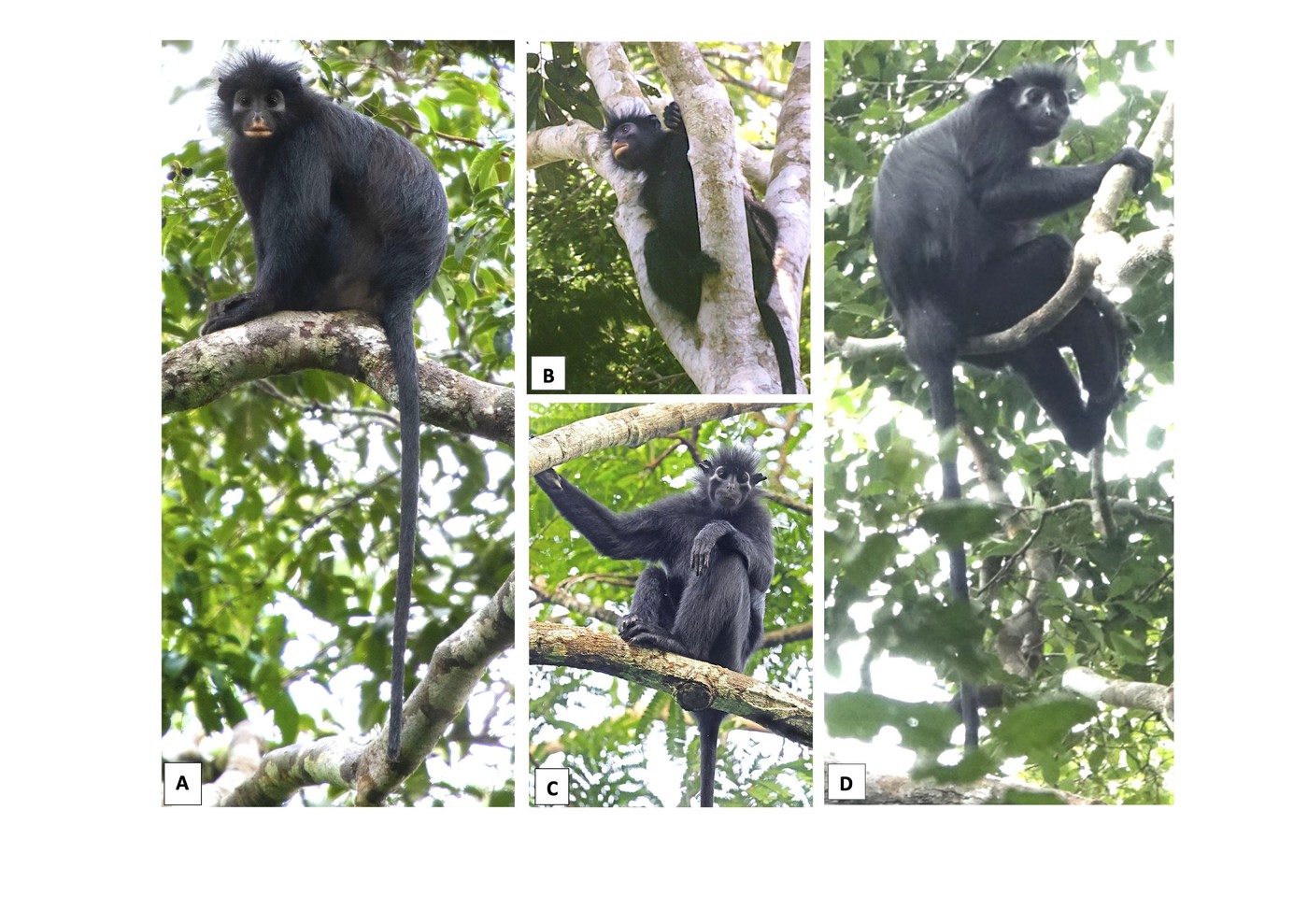 Likweli, Colobus congoensis, nova vrsta opic iz družine gverez, odkrita v DR Kongo