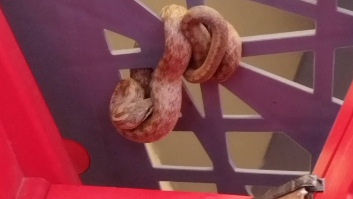 smokulja na vozičku v Intersparu v Murski Soboti