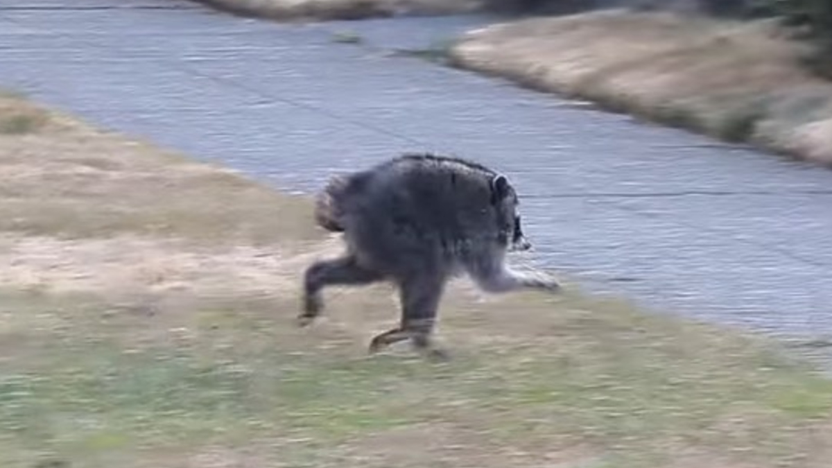 Jimothy rakun iz Seattla z deformacijo hrbtenice, ki je postal spletna zvezda
