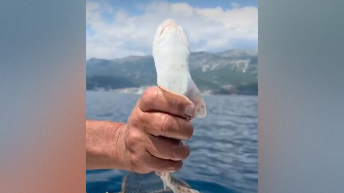 mladič morskega psa, ujet pri Budvi