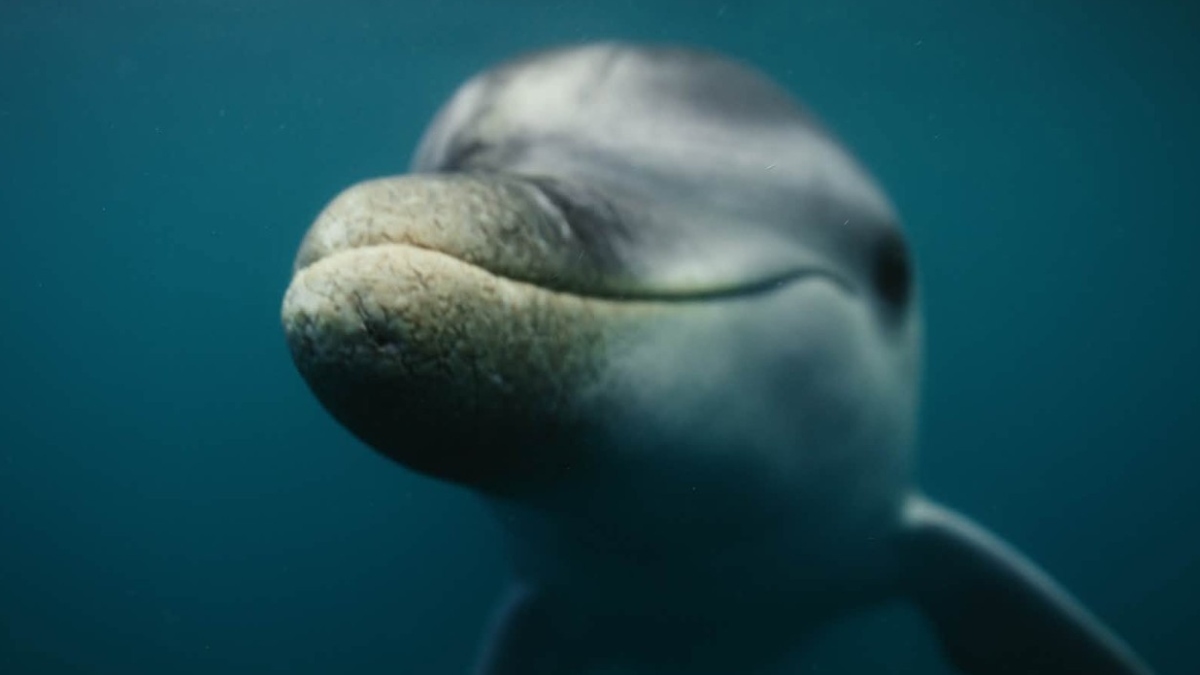 Delfin Oliver iz Jadranskega morja