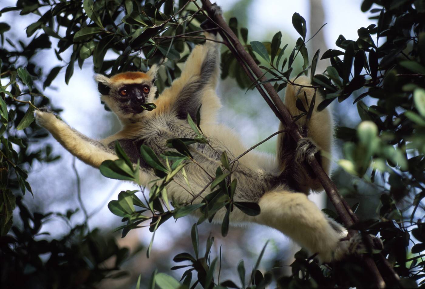 zlato-okronana sifaka, Propithecus tattersalli, ogrožena vrsta lemurjev na Madagskarju