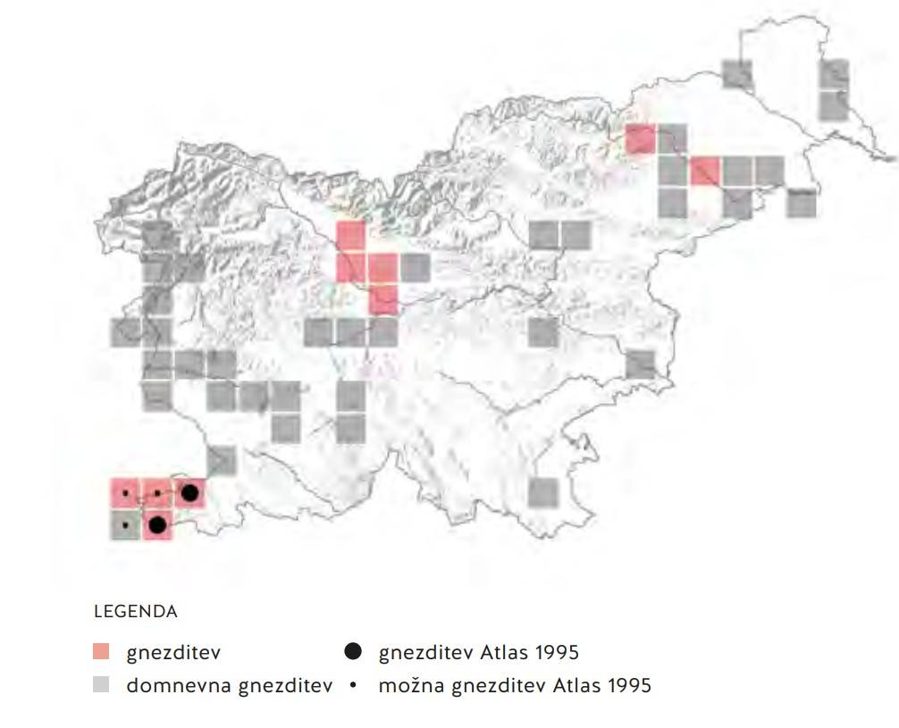 gnezditev rumenonogega galeba v Sloveniji