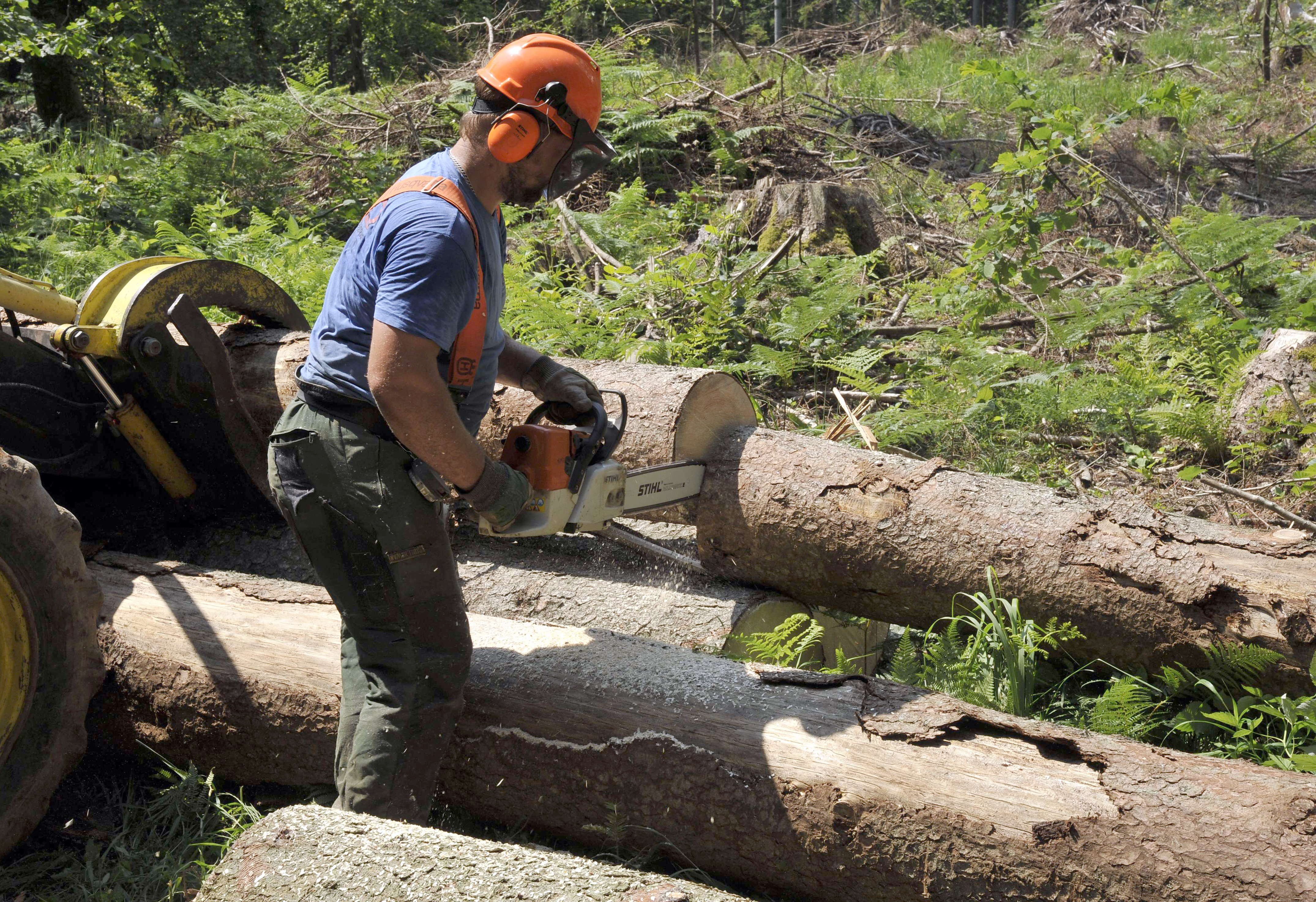 Sečnja in spravilo lesa