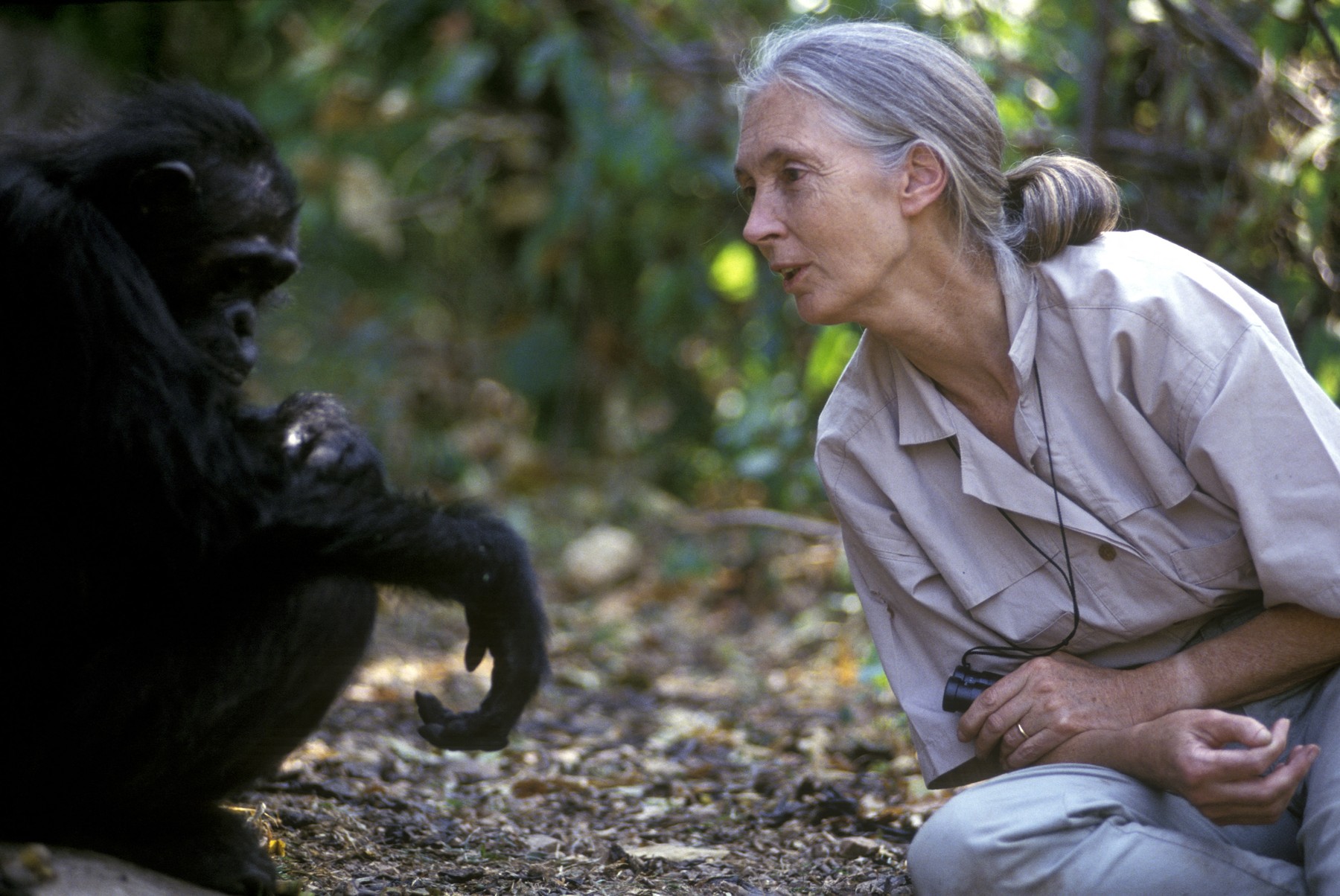 Jane Goodall