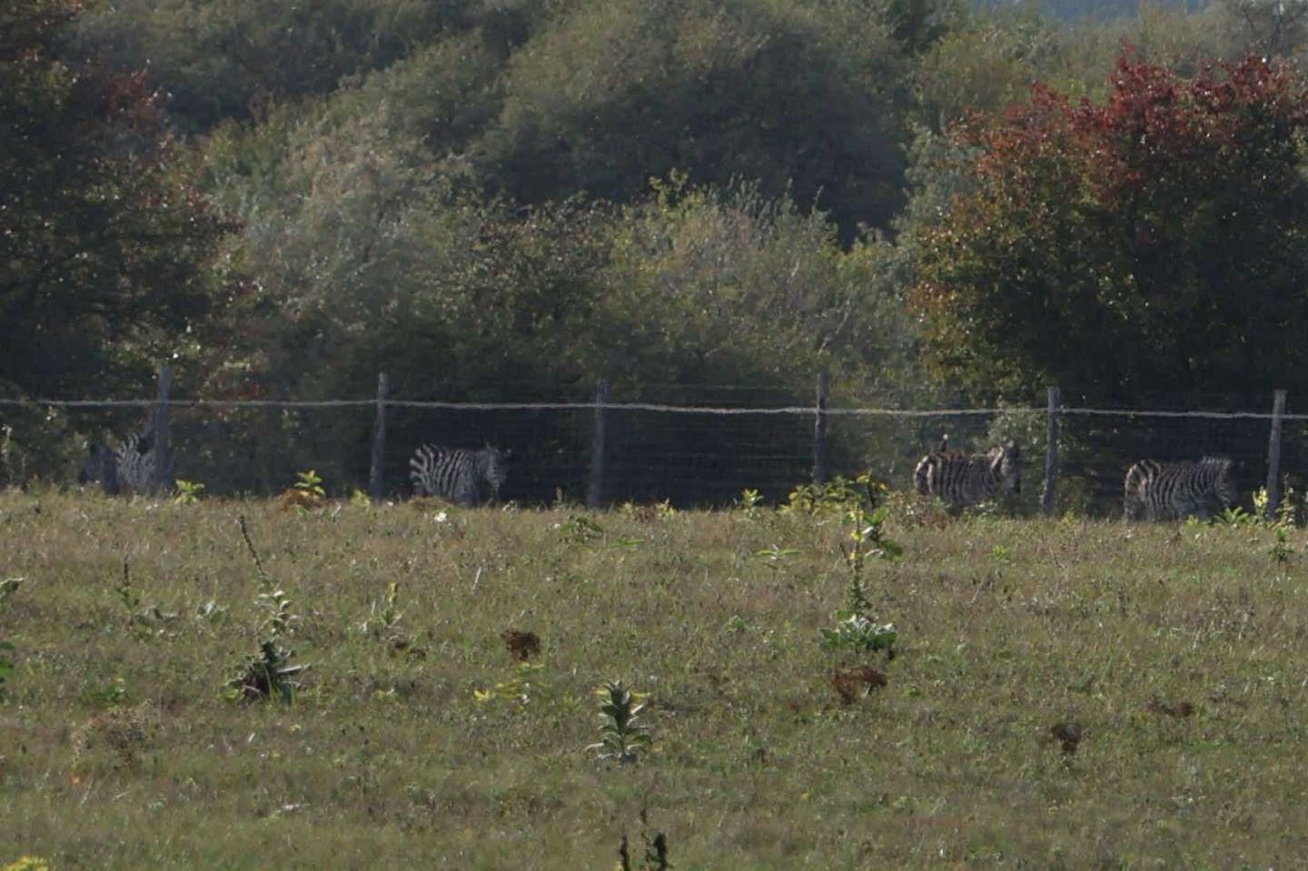 Hatvanpuszta, Orban, Madžarska