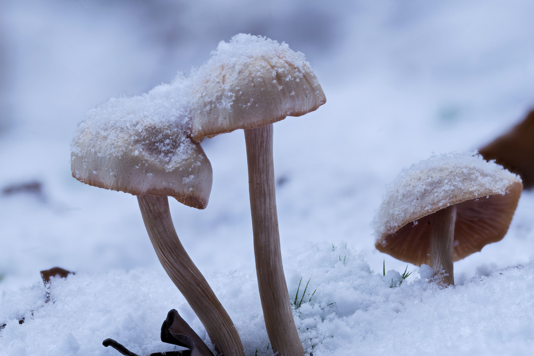 Mushrooms in the snow,Image: 1008495328, License: Rights-managed, Restrictions: , Model Release: no