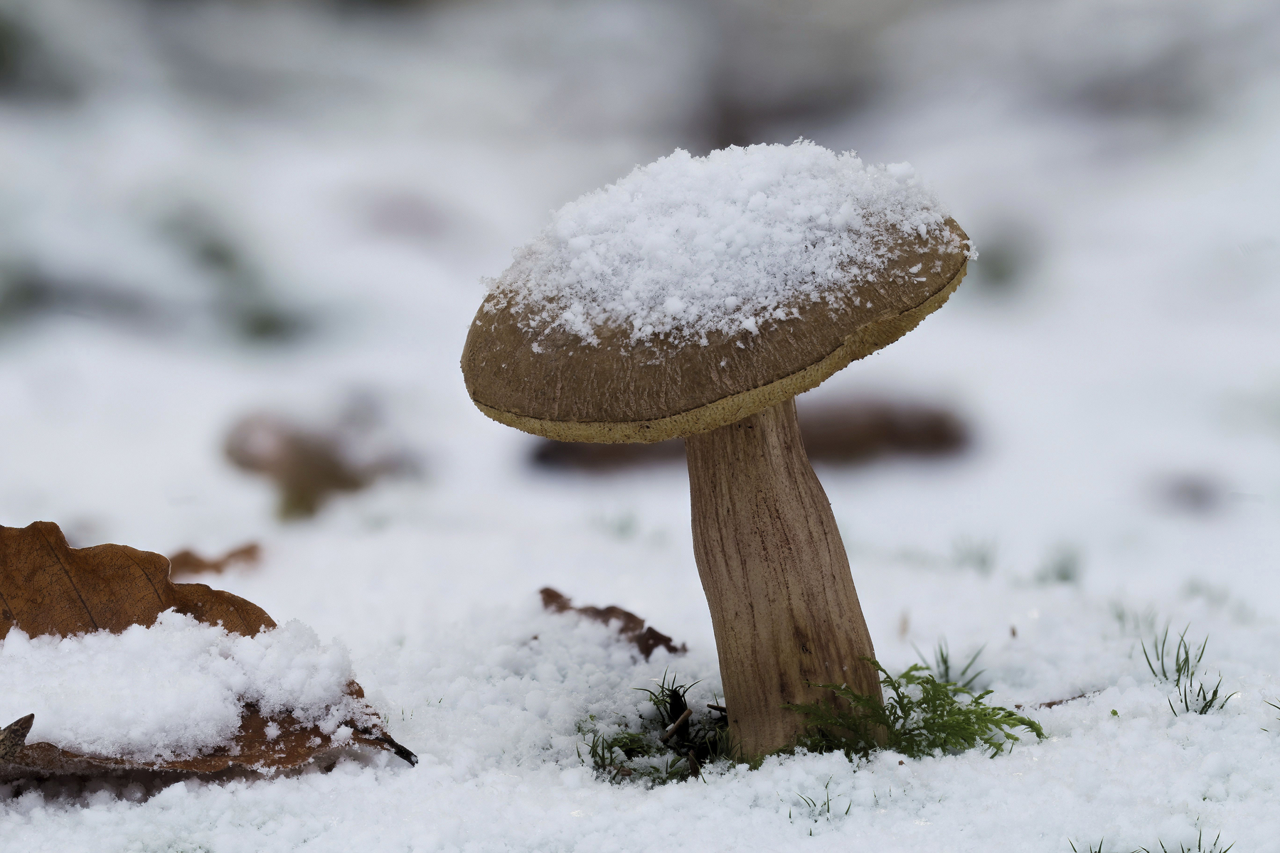 Reedling in the snow,Image: 1004519933, License: Rights-managed, Restrictions: , Model Release: no