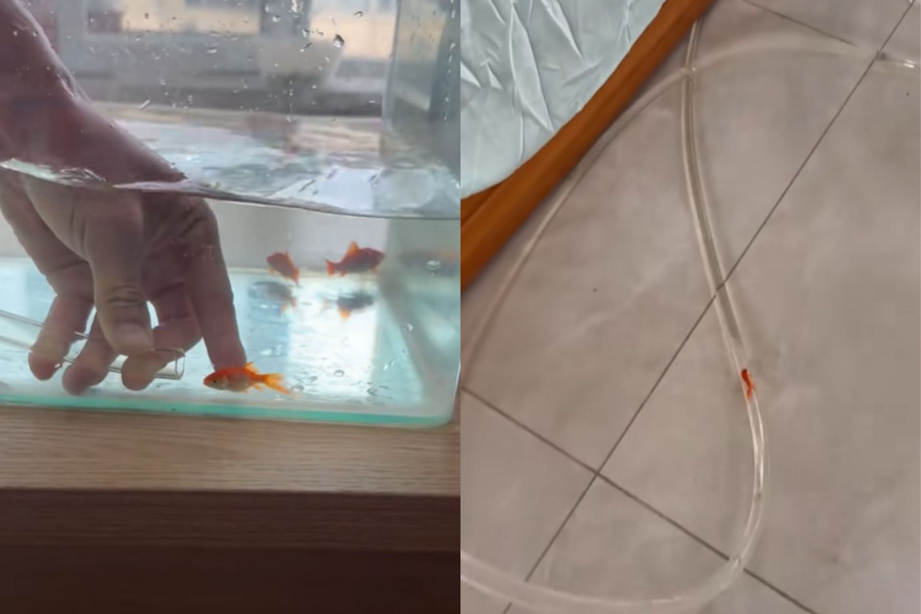 Spletni uporabnik je za zlato ribico pripravil vodni tobogan