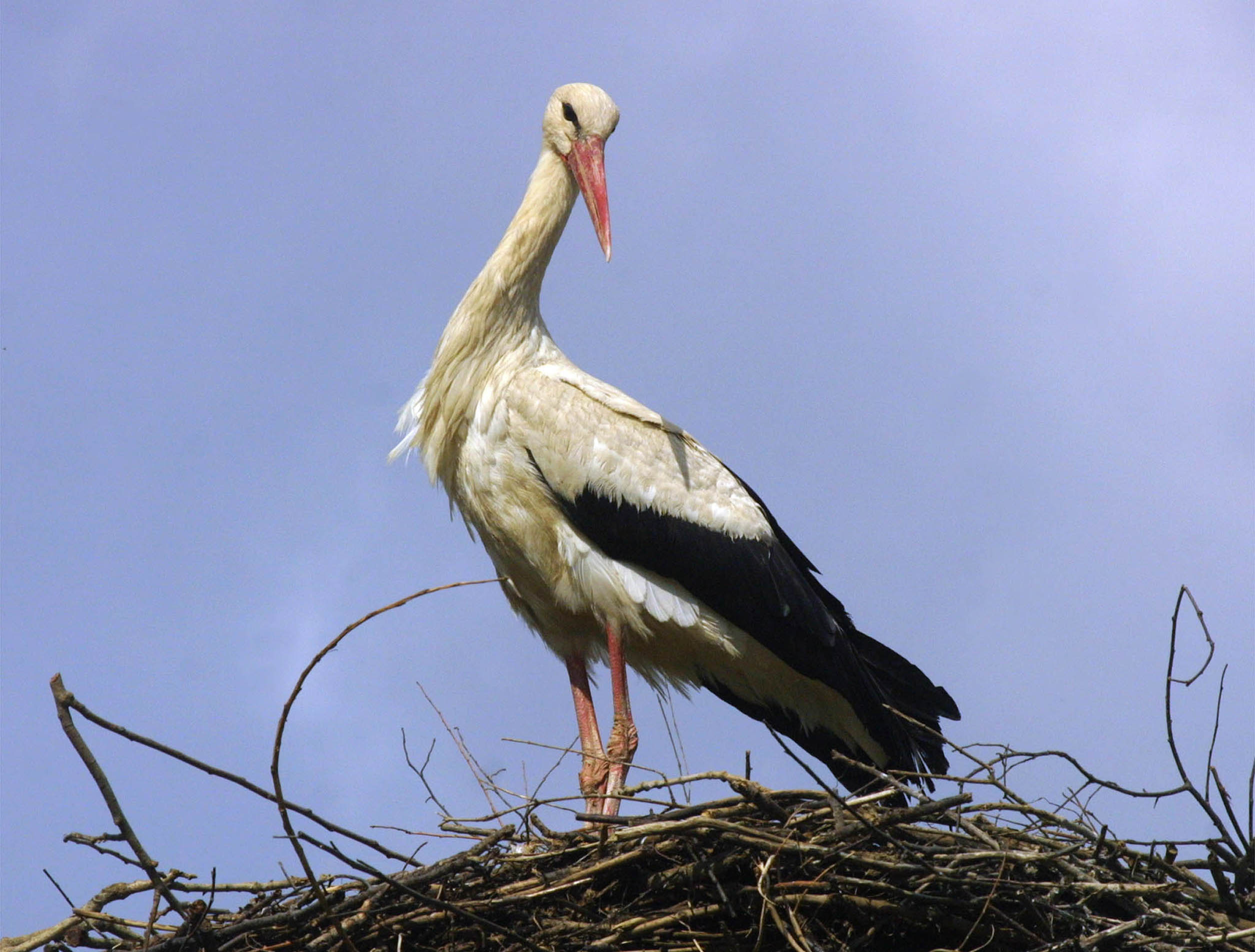 Bela štorklja, ki gnezdi