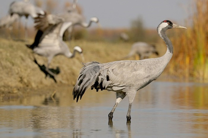 Ptica selivka žerjav