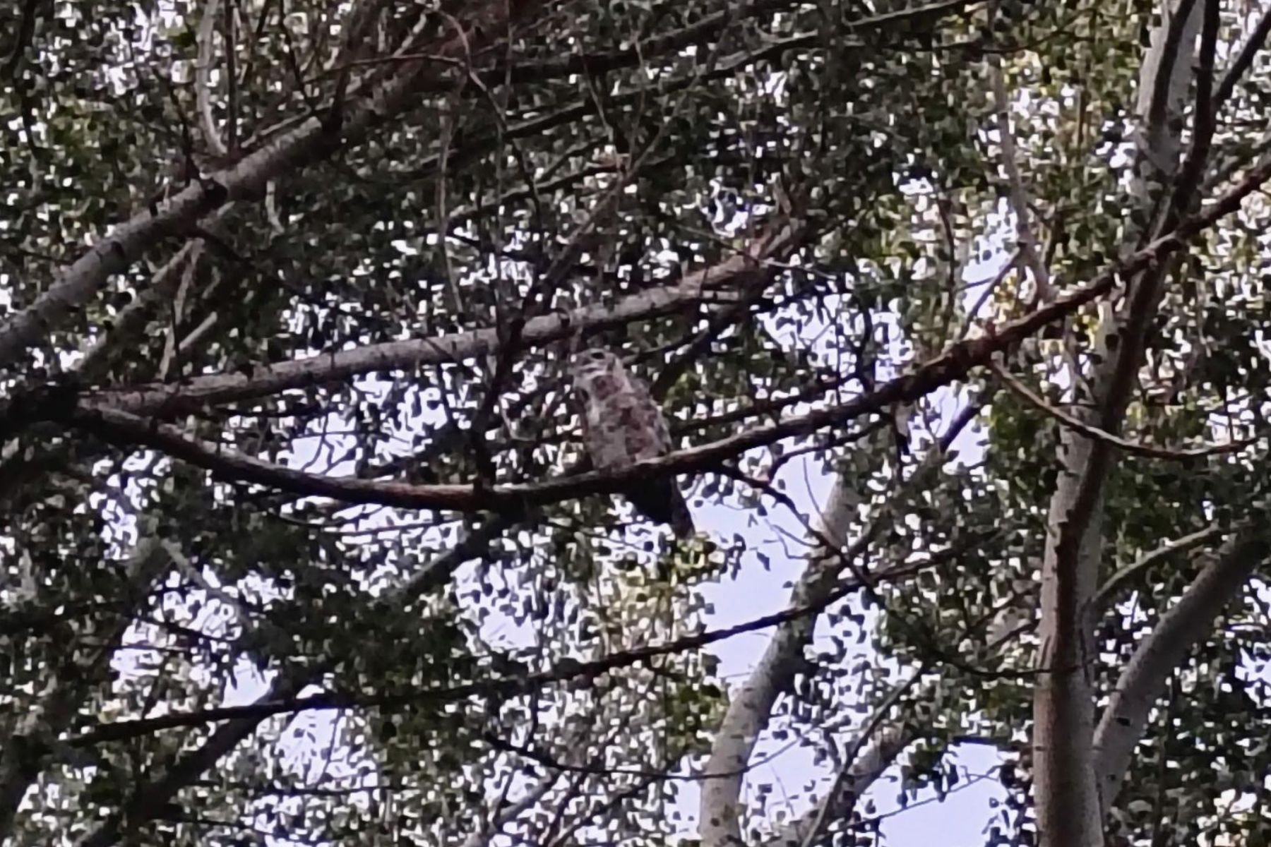 V krošnji drevesa se skriva sova