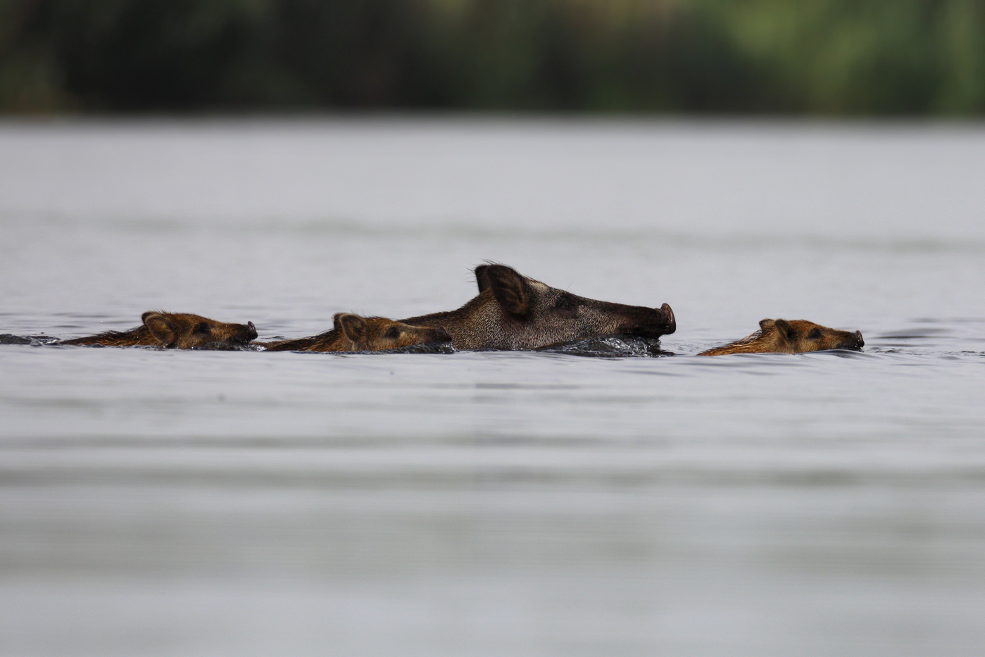 Divji prašiči v morju