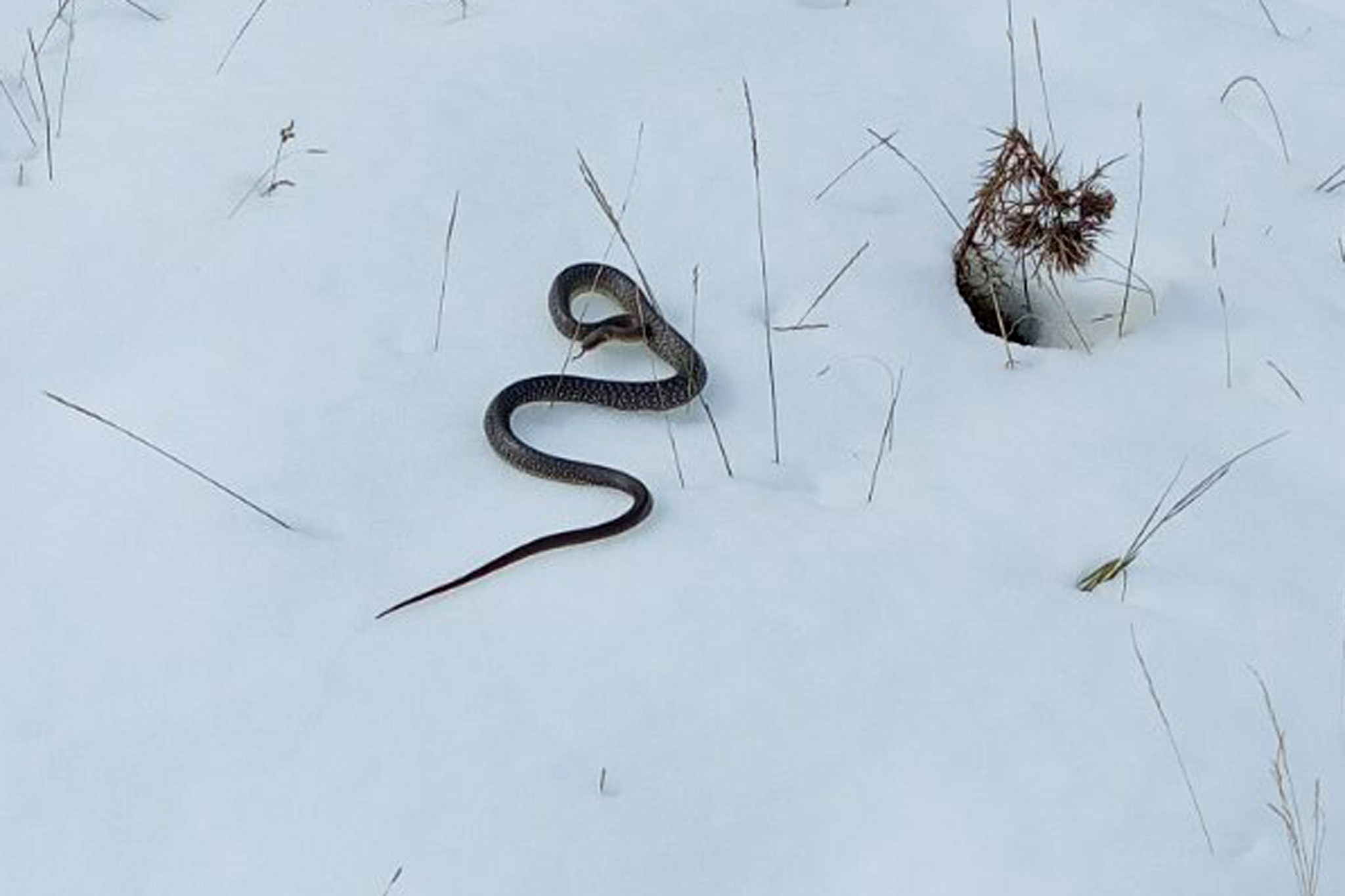 kača na snegu v Srbiji