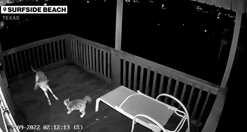 Spopad mačke in kojota