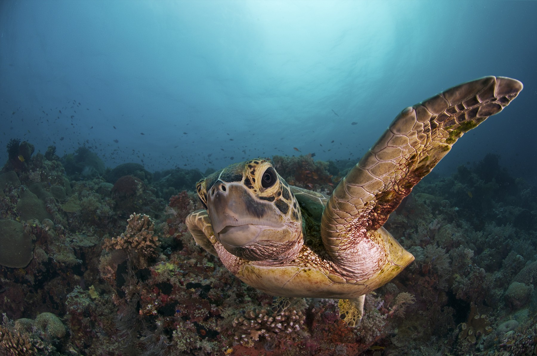 A green sea turtle (Chelonia mydas) swimming in Tubbataha, Philippines