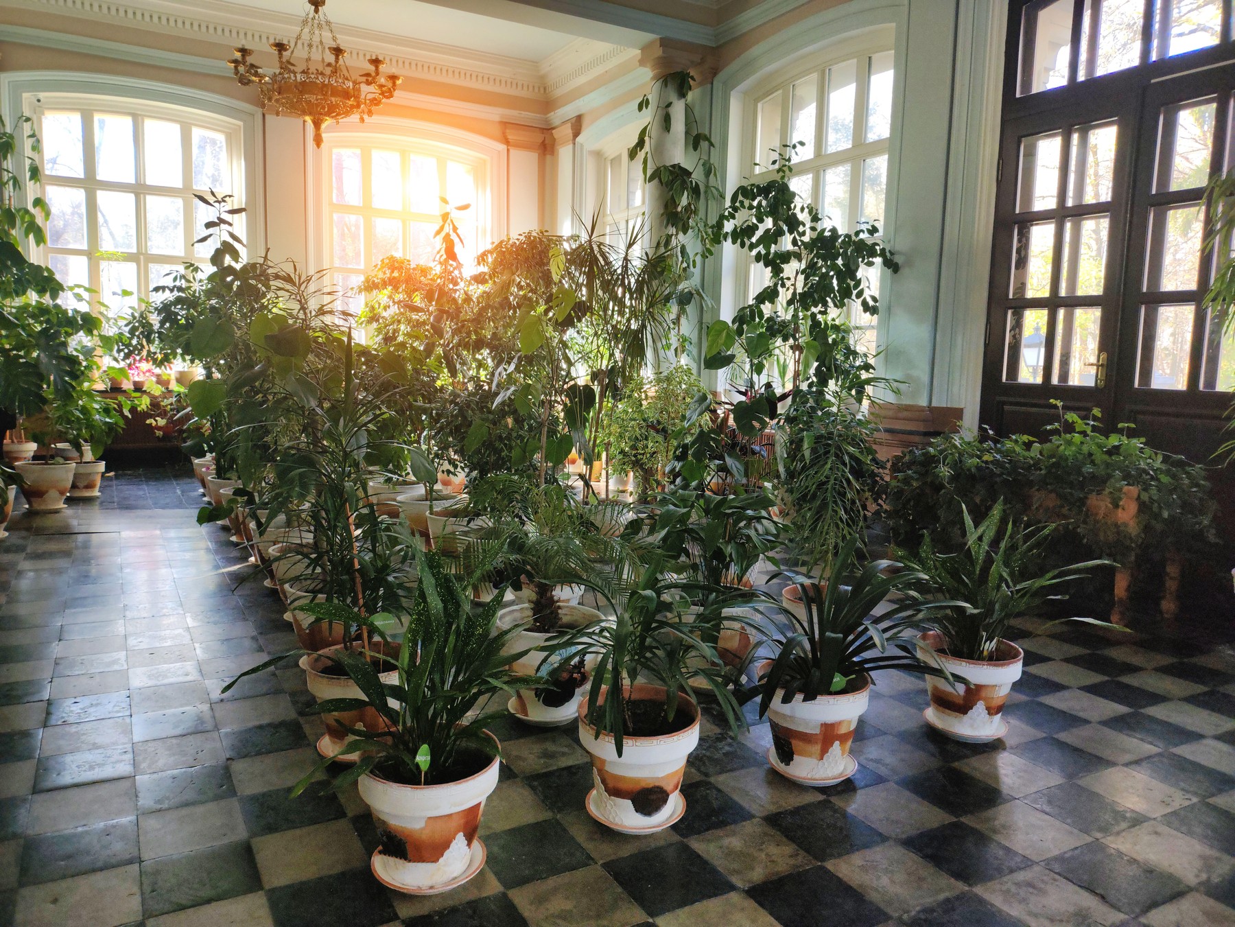 prezimovanje rastlin, zimski vrt, tropske rastline v loncih