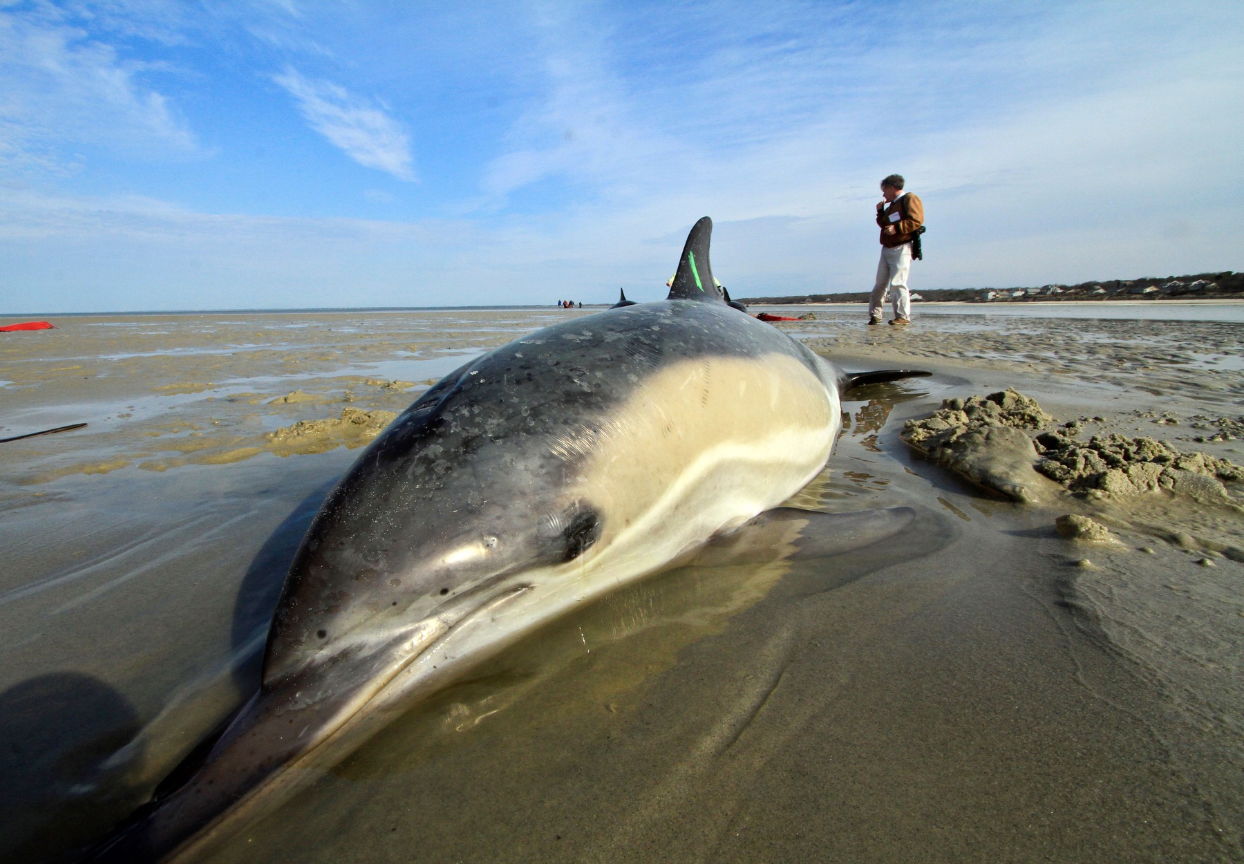 nasedlji navadni delfin