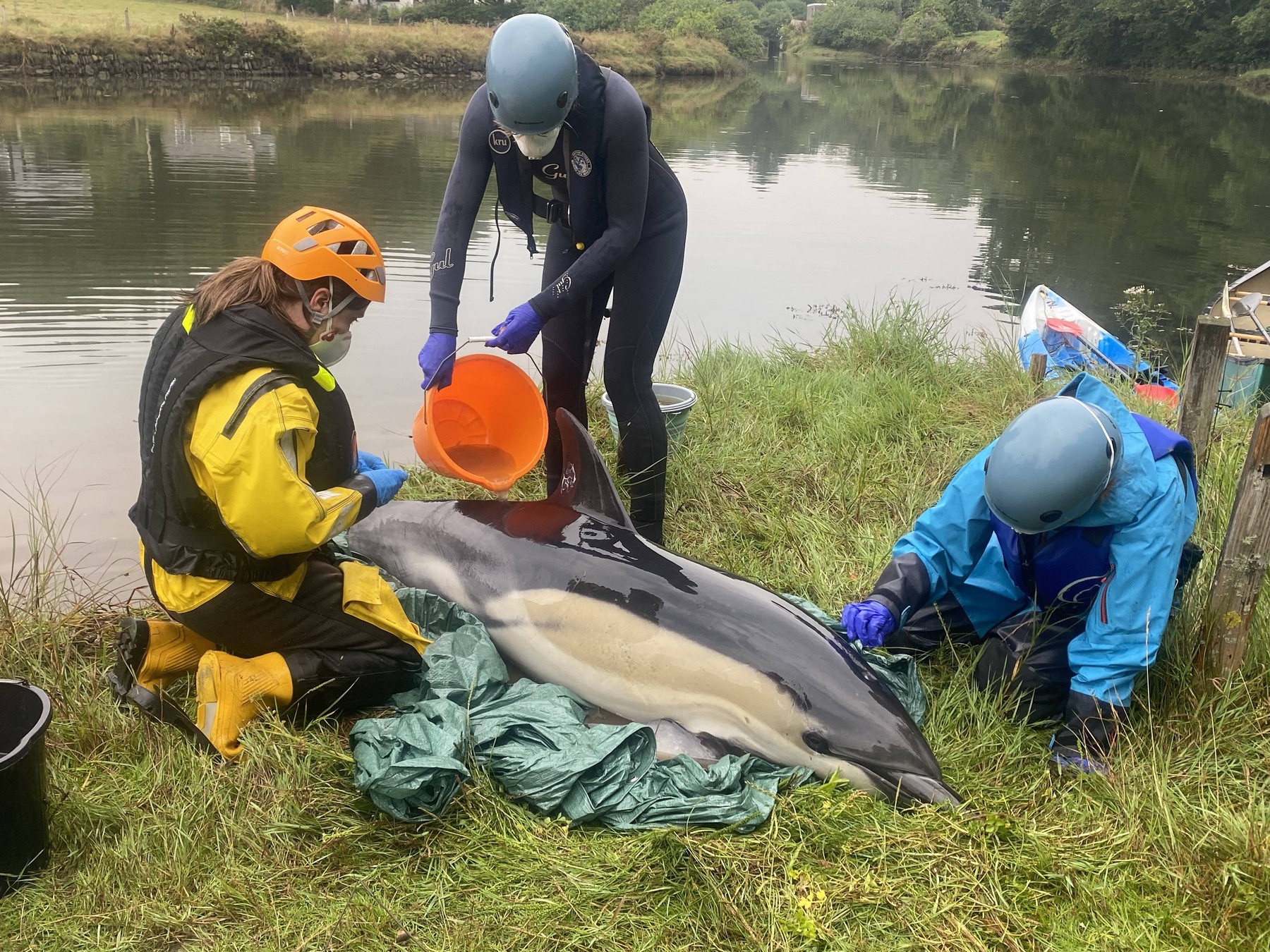 Ređševalca pomagata nasedlemu navadnemu delfinu