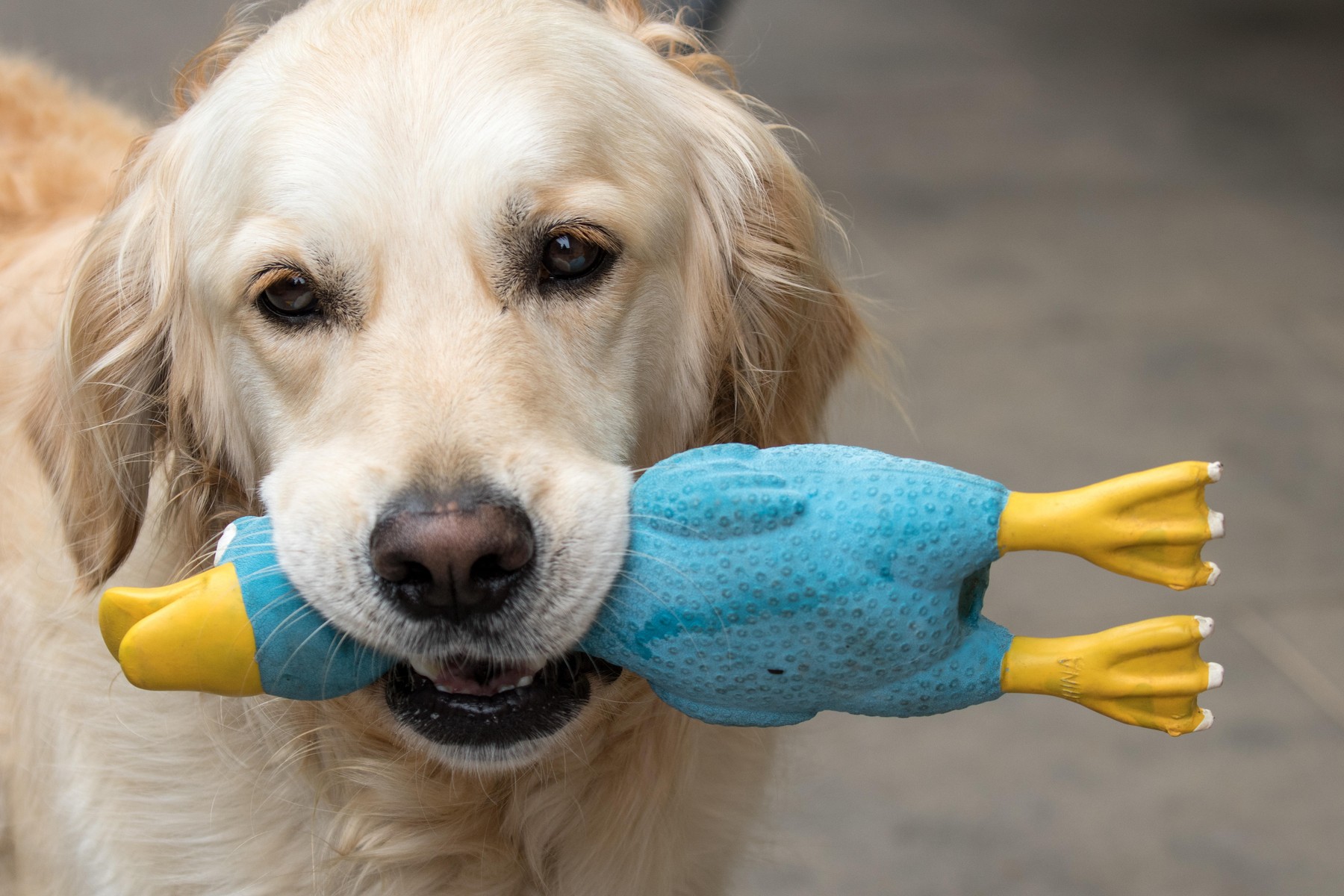 Image: 485222520, License: Royalty-free, Restrictions: , Model Release: no