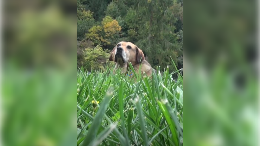 Pes Halida Bešlića