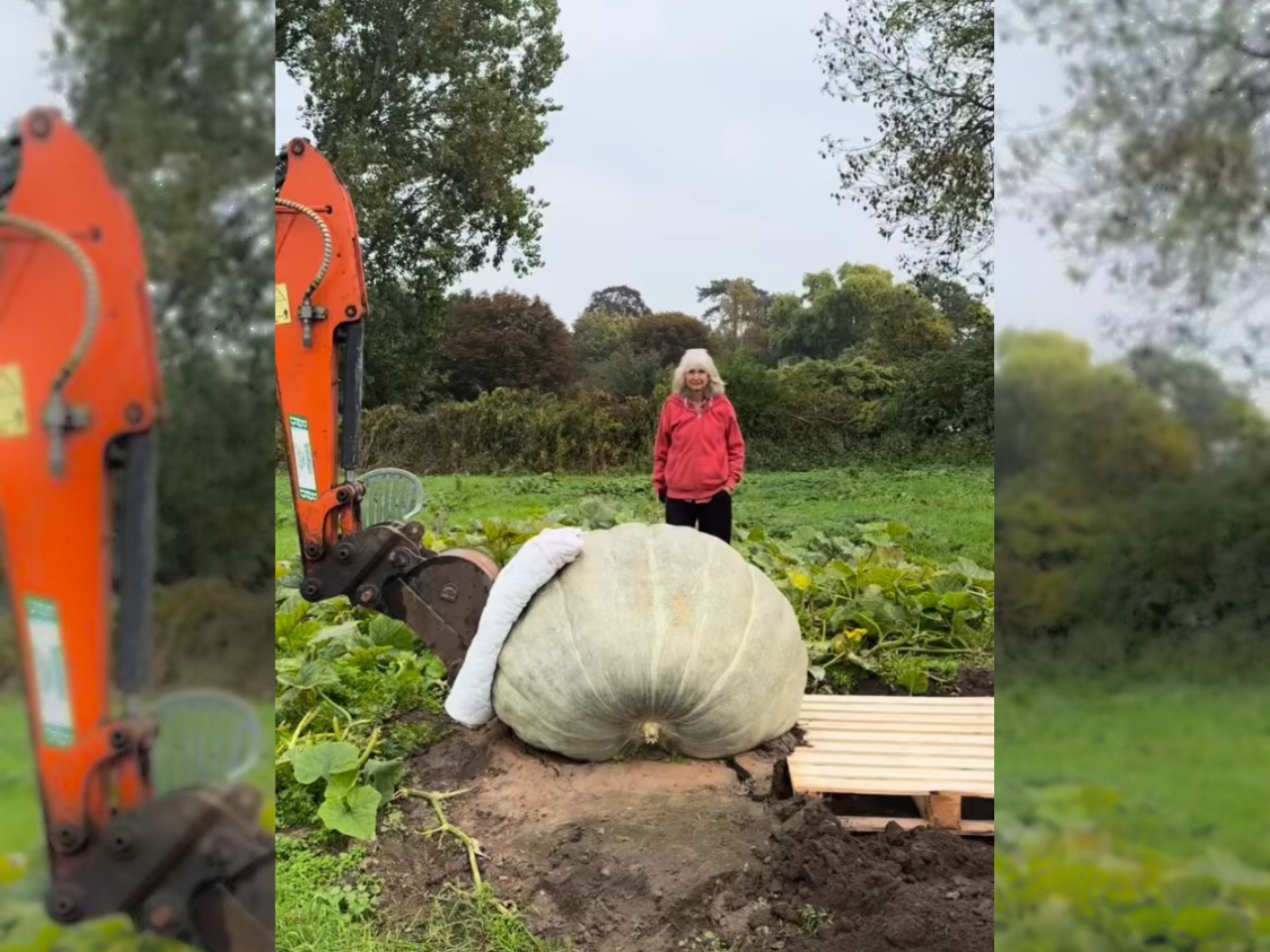 Buča velikanka Frances Crickmore