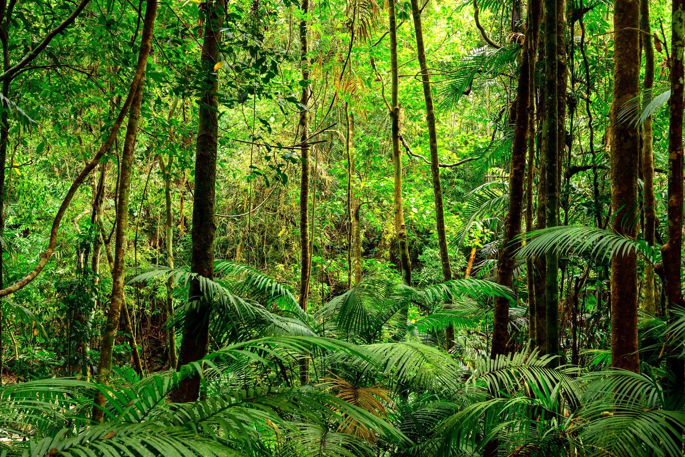 Deževni gozd v avstralski deželi Queensland