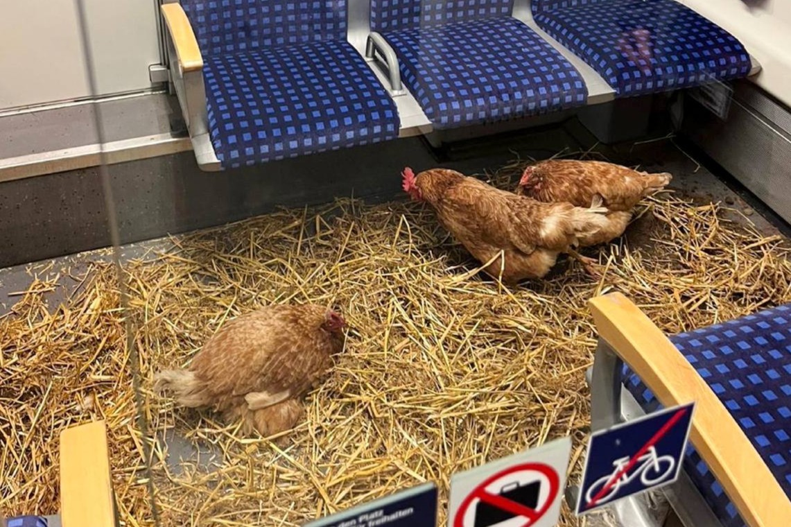 Kokoši na nemškem vlaku