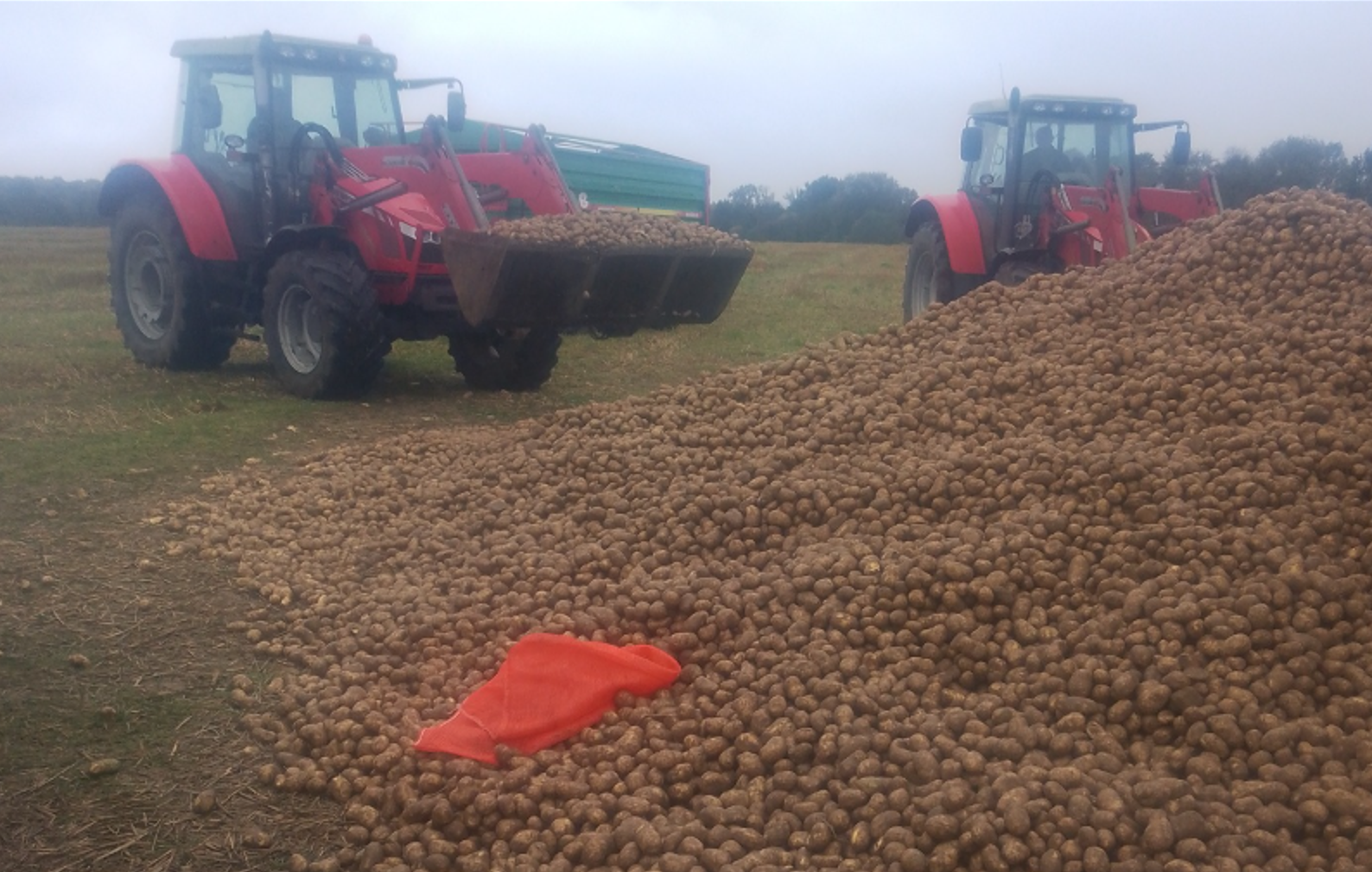 Ljudje s traktorji nalagajo krompir